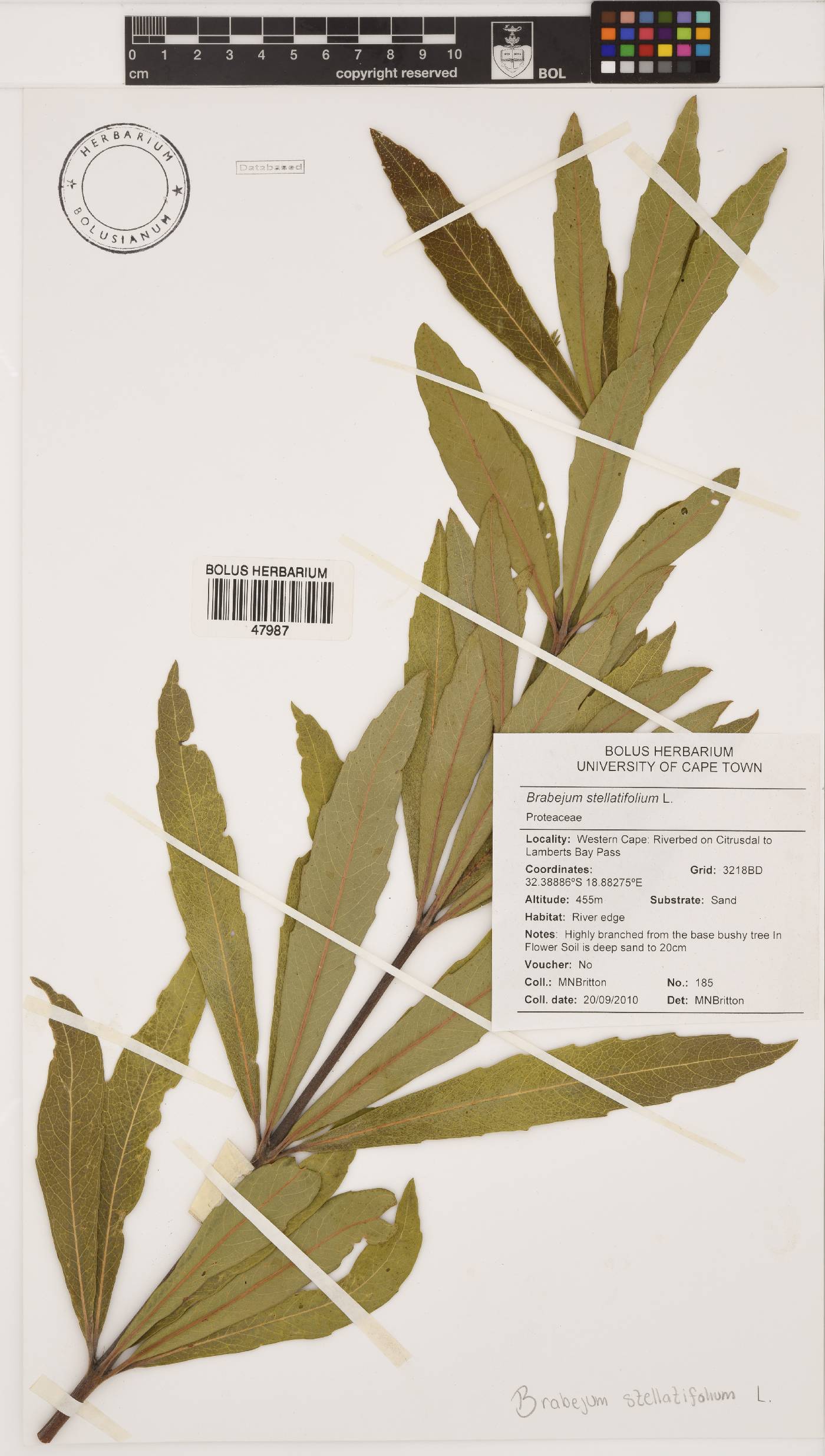 Brabejum stellatifolium image