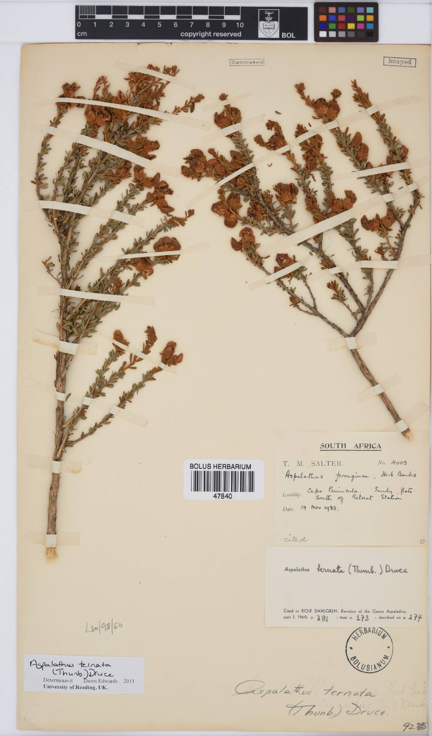 Aspalathus ternata image