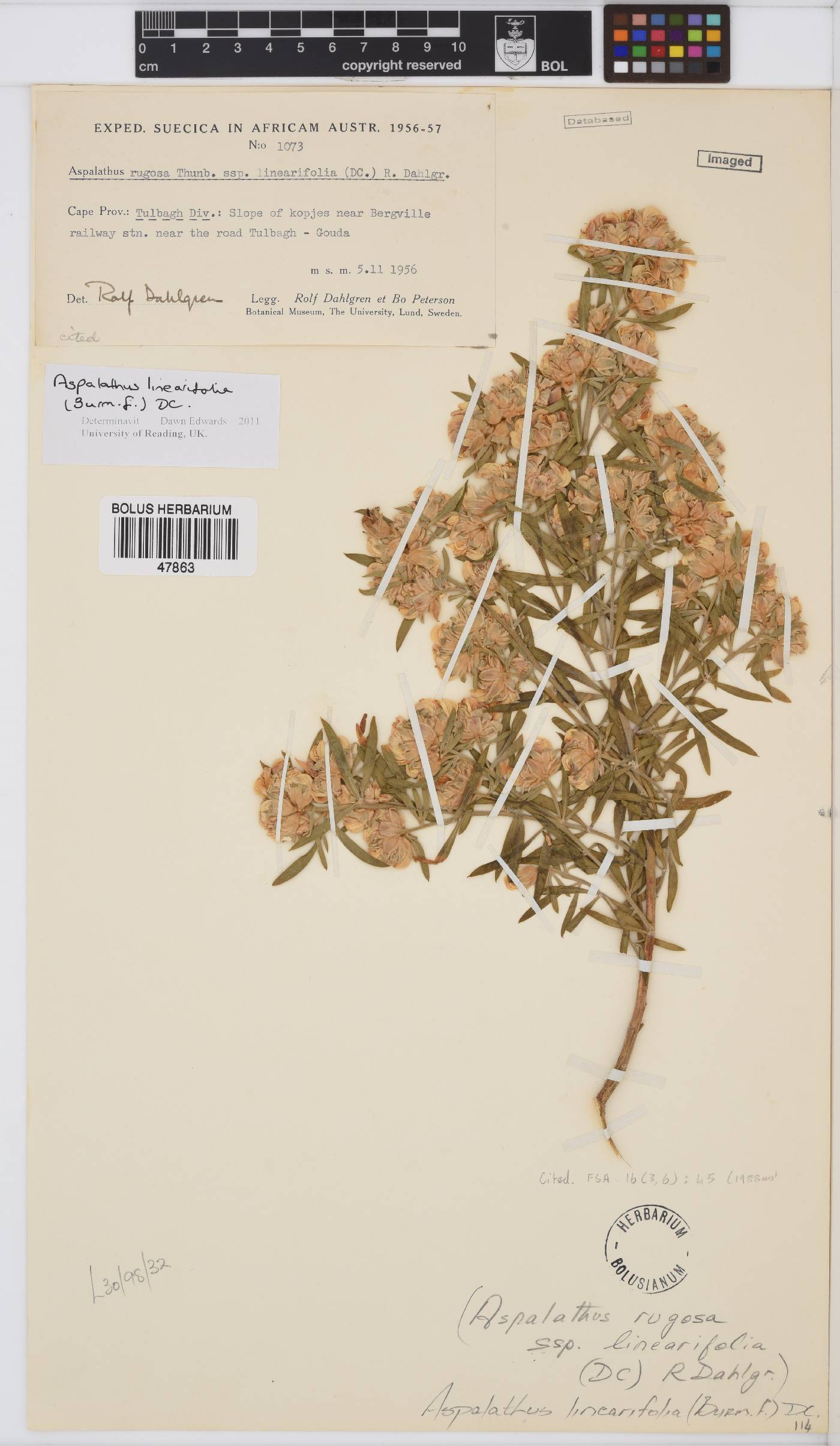 Aspalathus linearifolia image