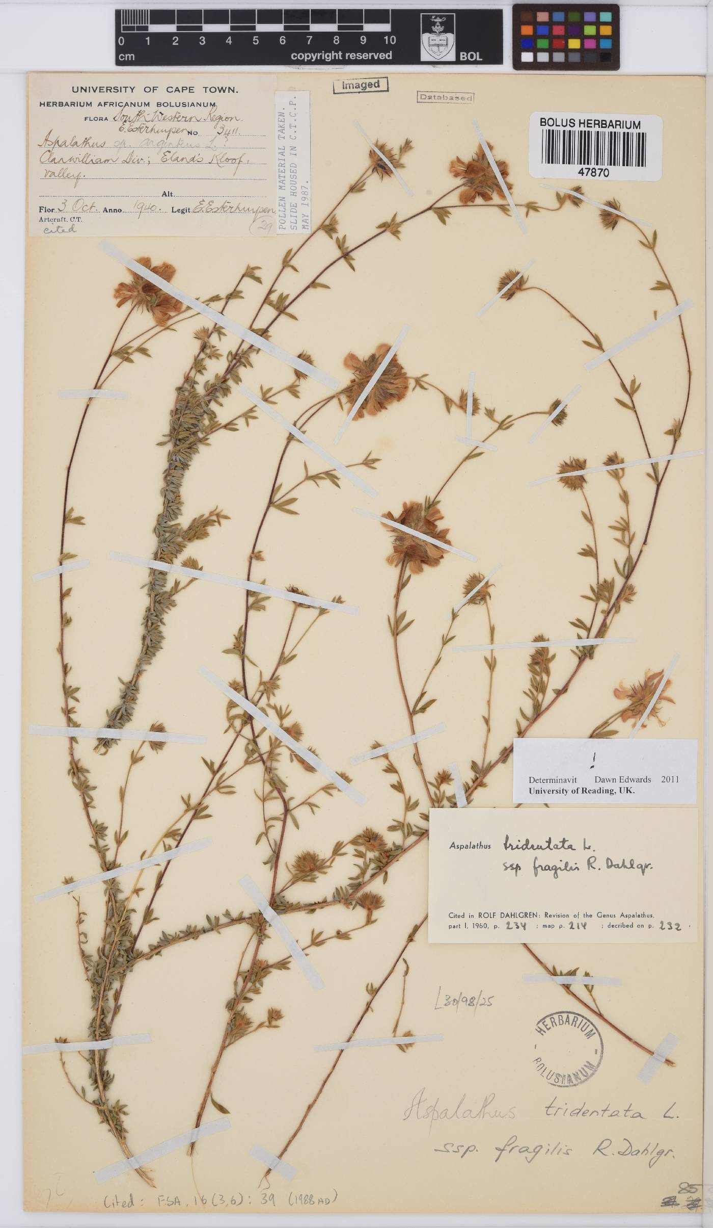 Aspalathus tridentata subsp. fragilis image