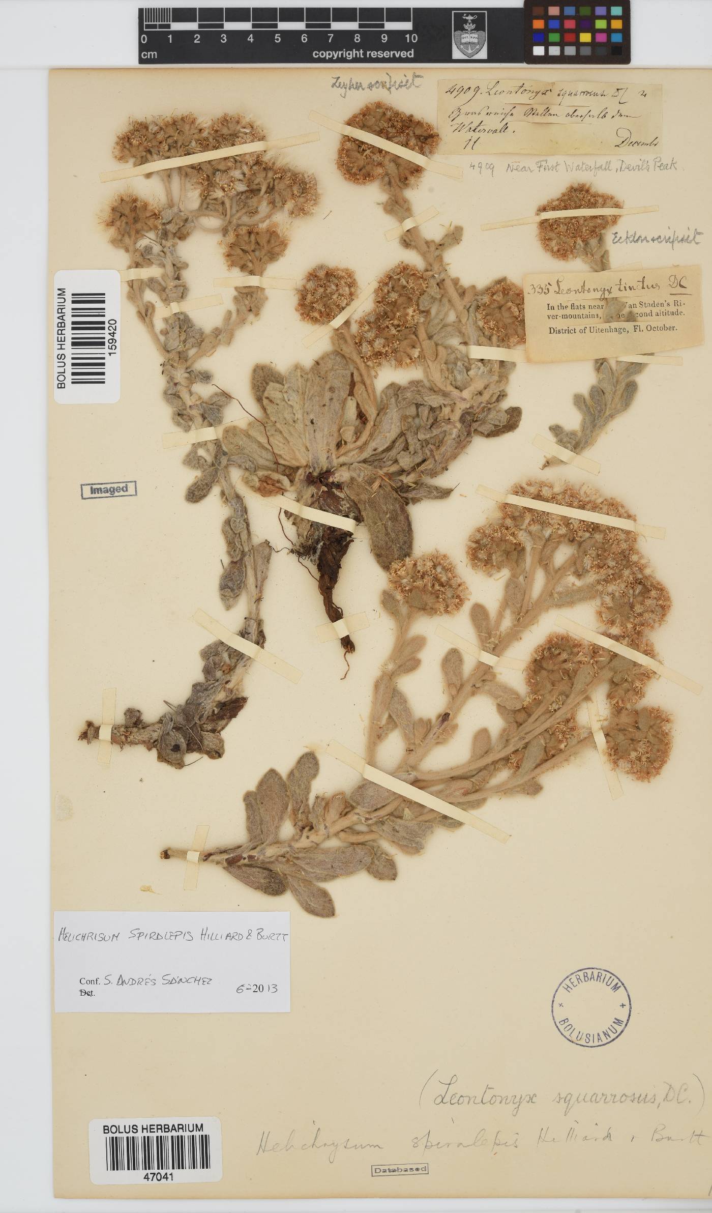 Helichrysum spiralepis image