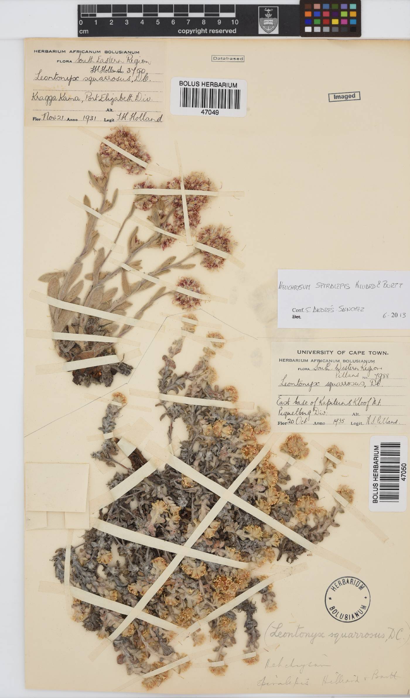 Helichrysum spiralepis image