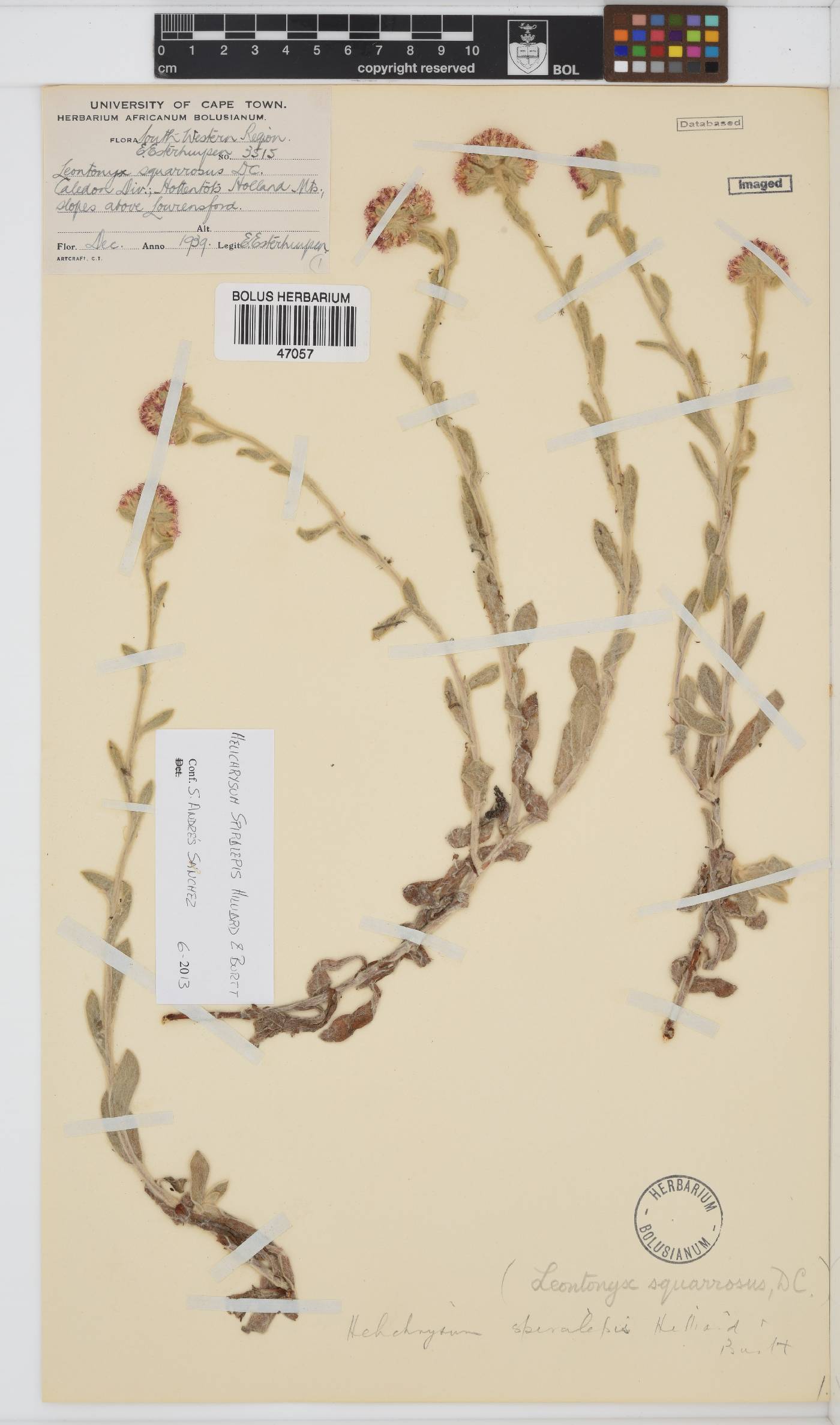 Helichrysum spiralepis image