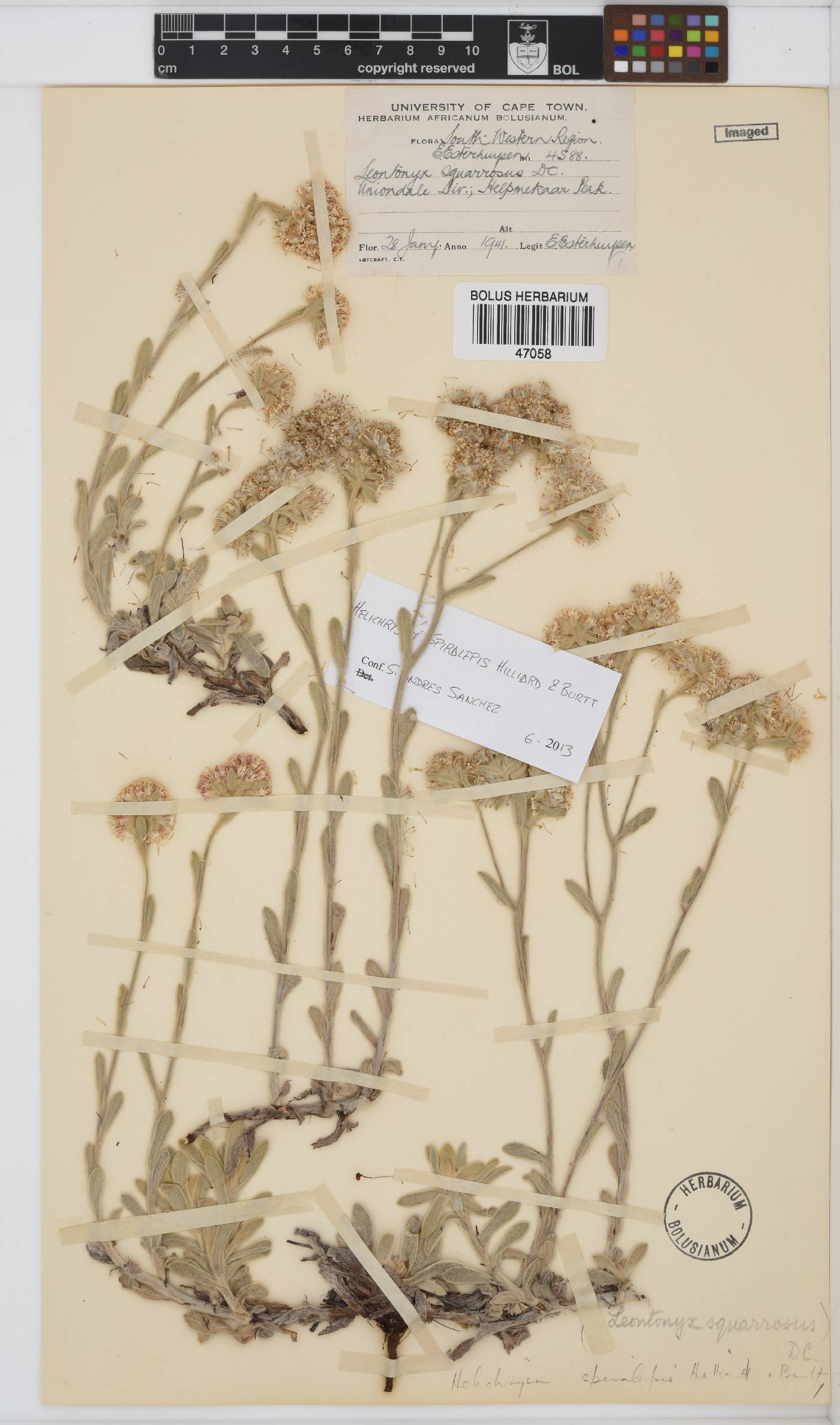 Helichrysum spiralepis image
