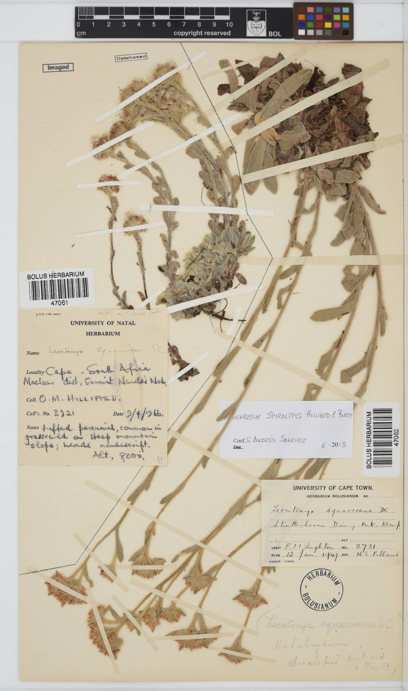 Helichrysum spiralepis image