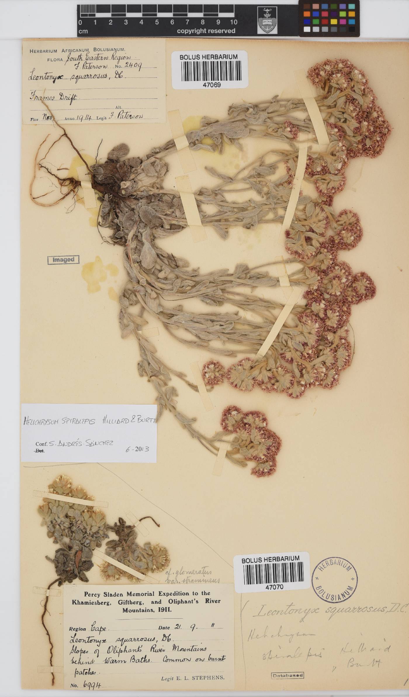 Helichrysum spiralepis image