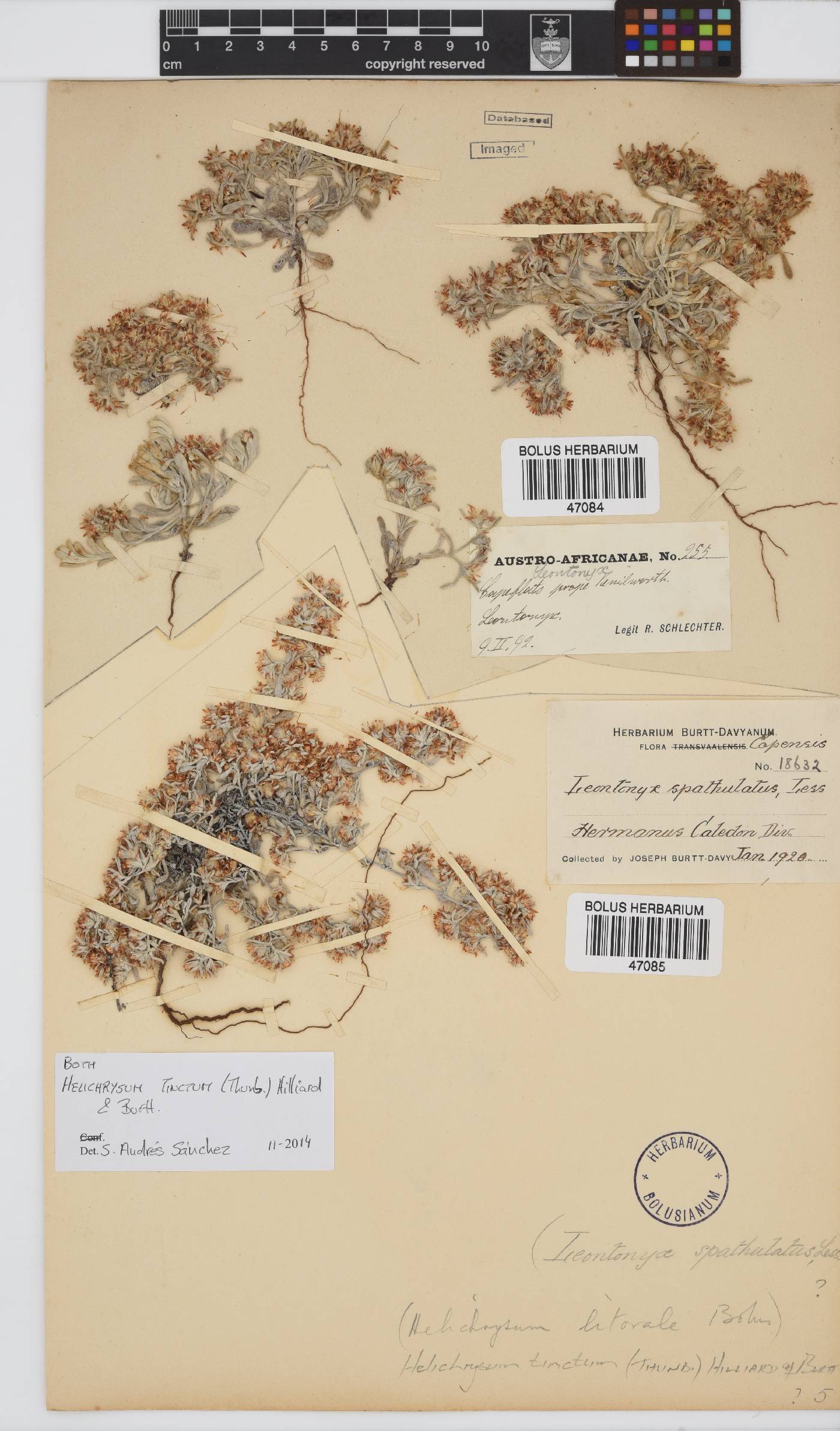 Helichrysum tinctum image