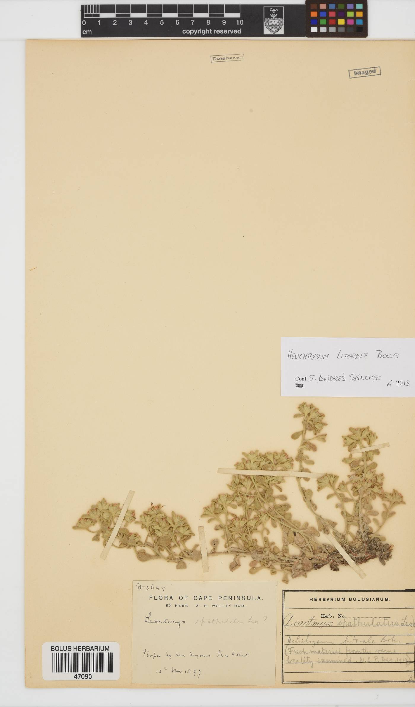 Helichrysum litorale image