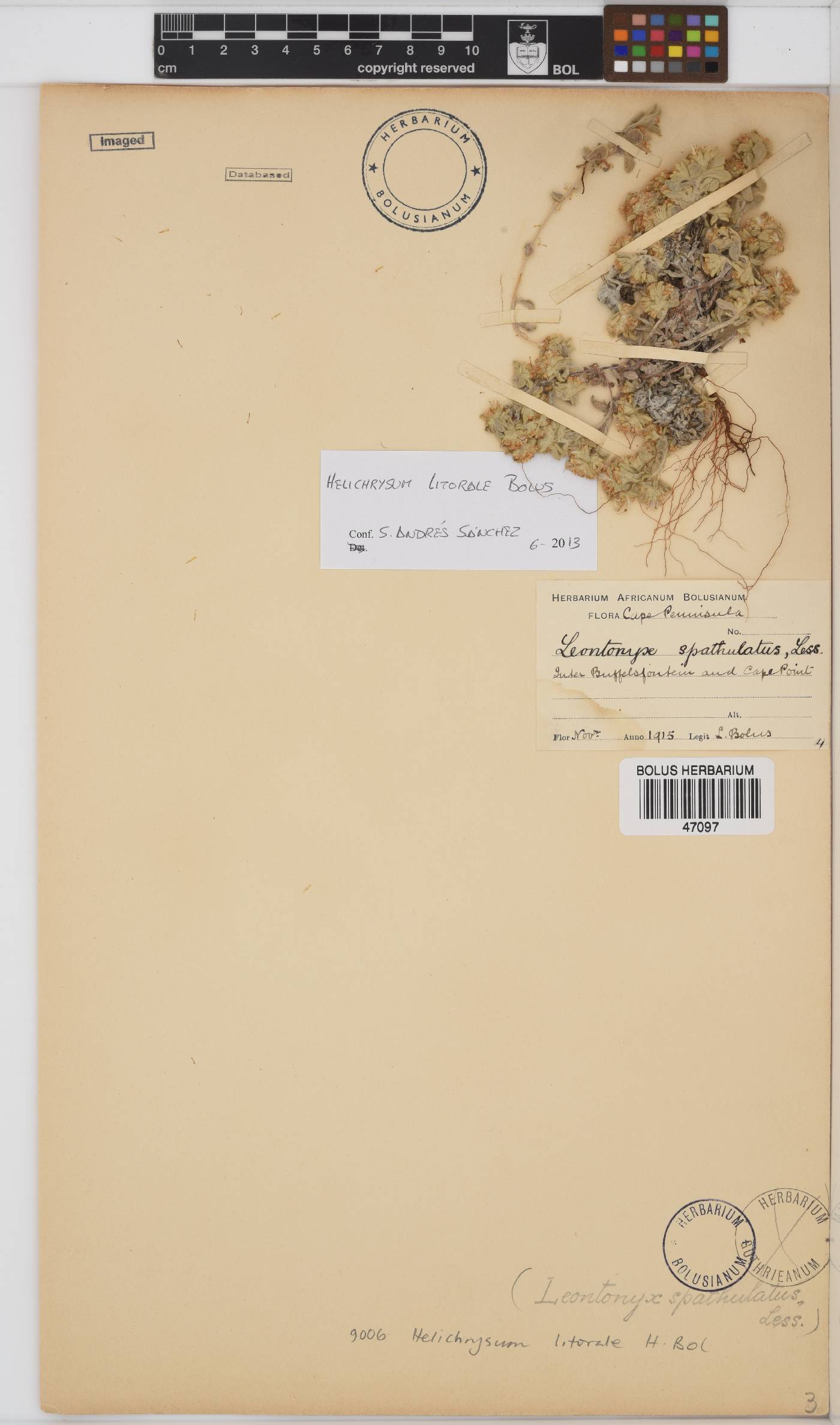 Helichrysum litorale image