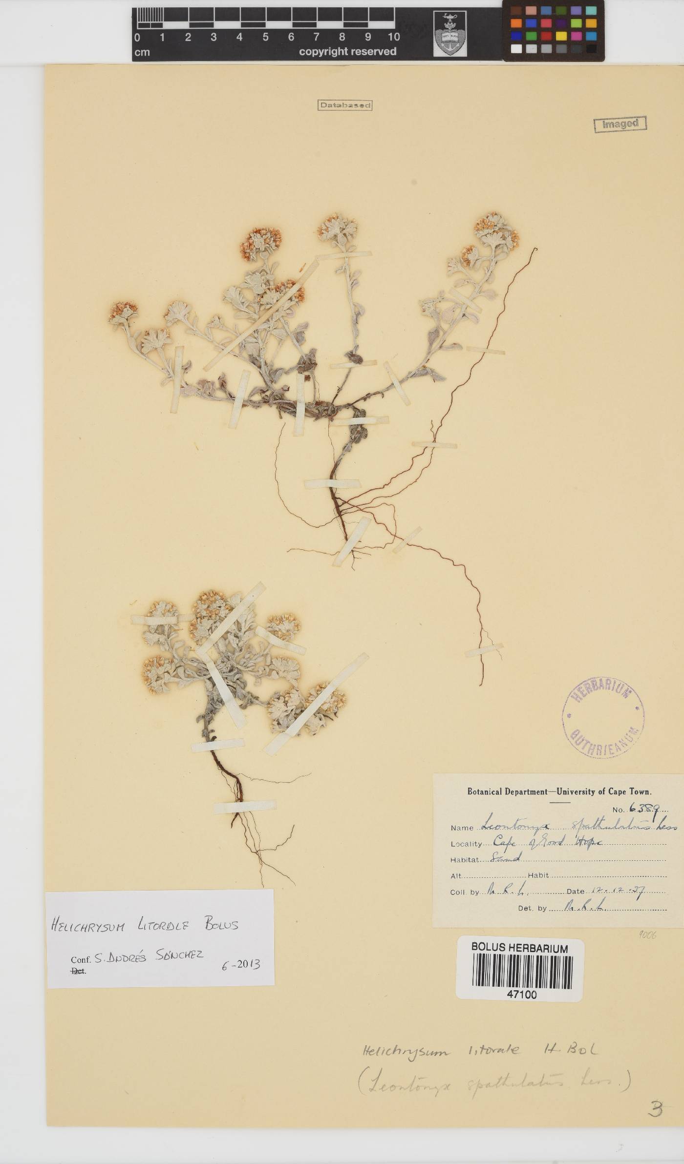 Helichrysum litorale image