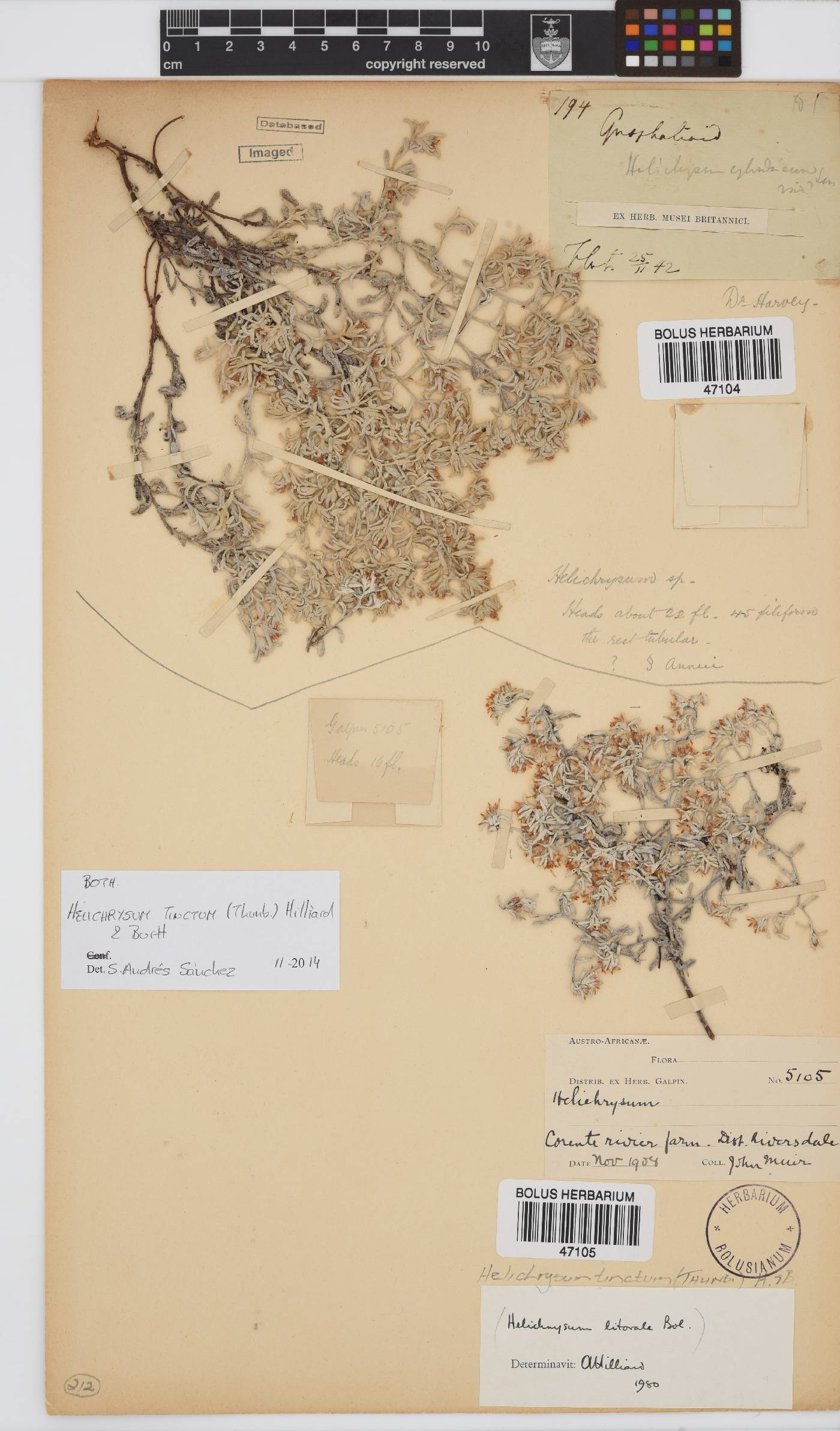 Helichrysum tinctum image
