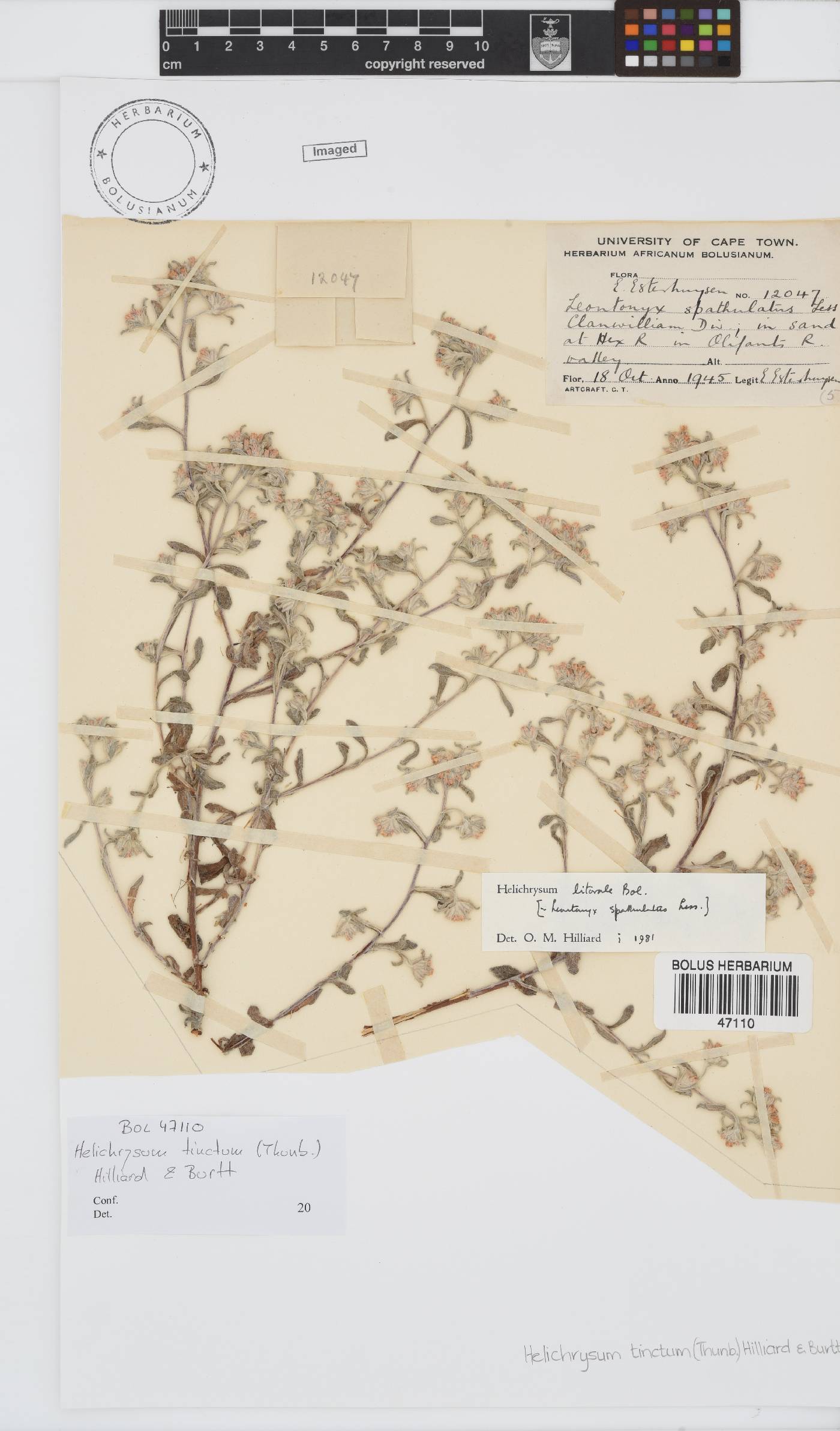 Helichrysum tinctum image