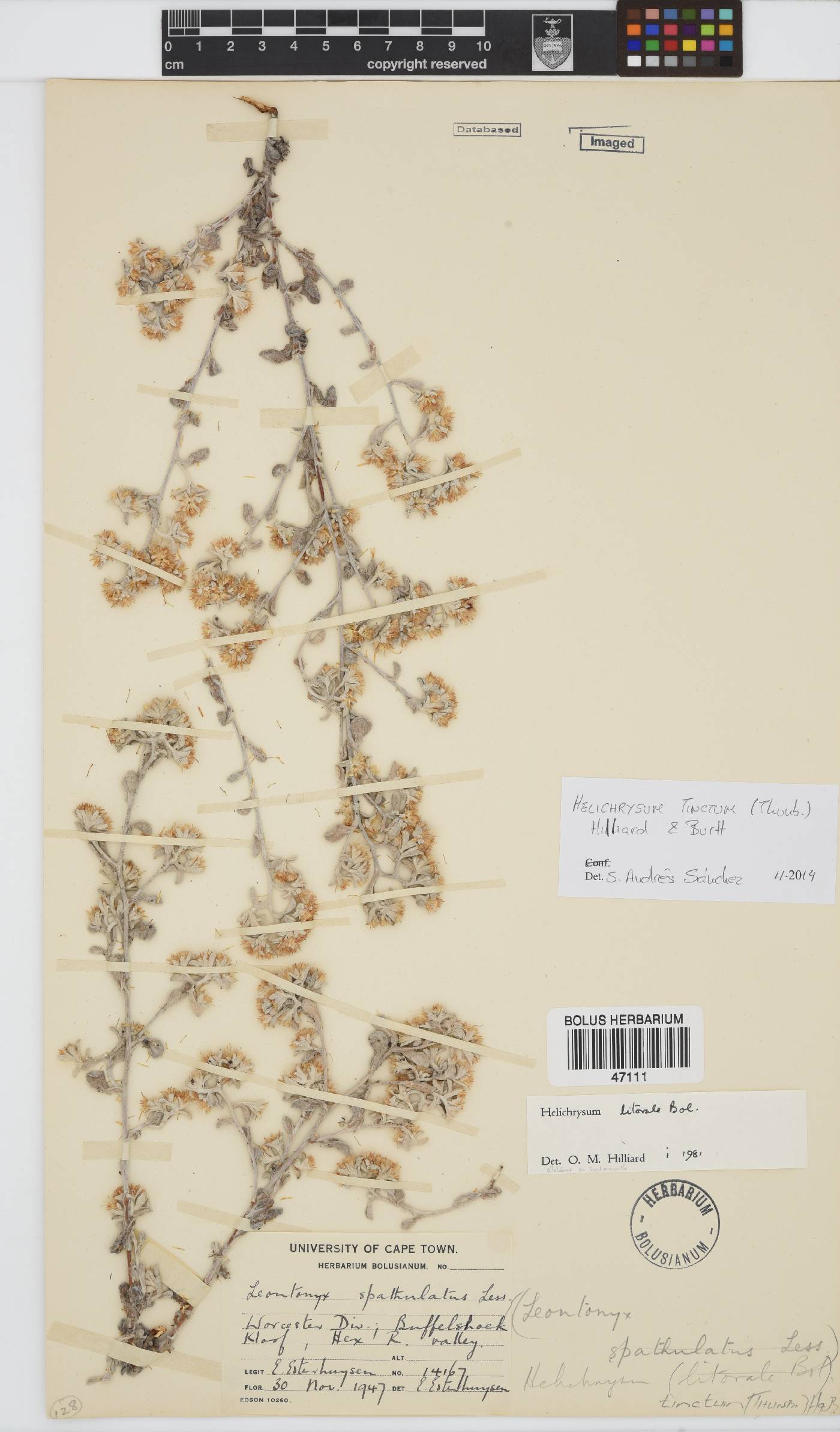Helichrysum tinctum image