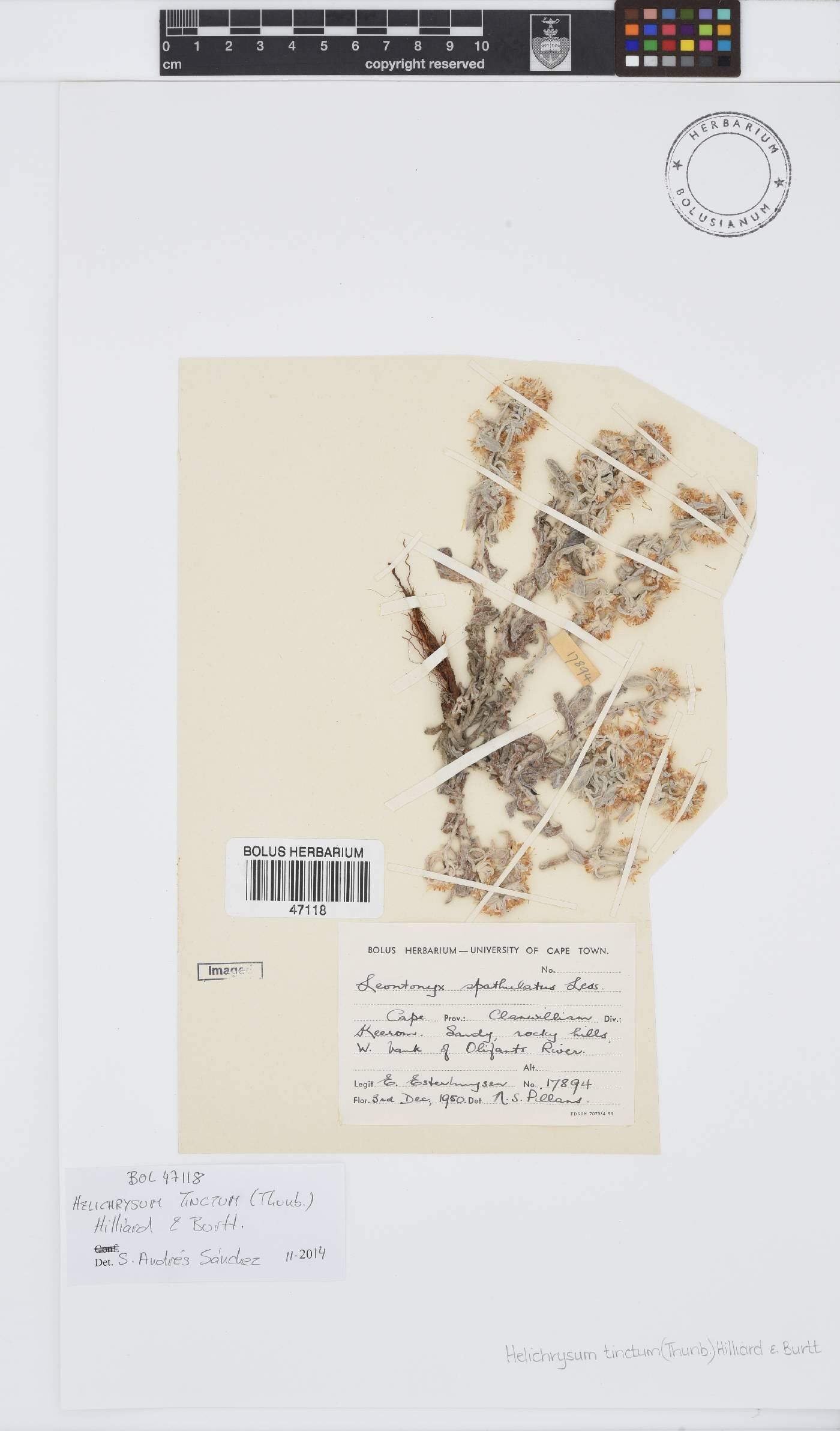 Helichrysum tinctum image