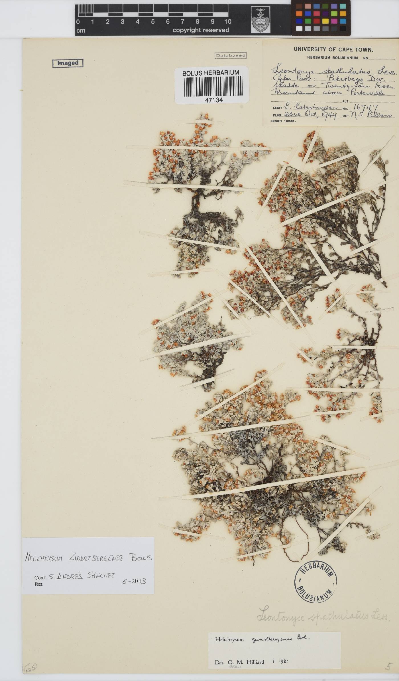 Helichrysum zwartbergense image