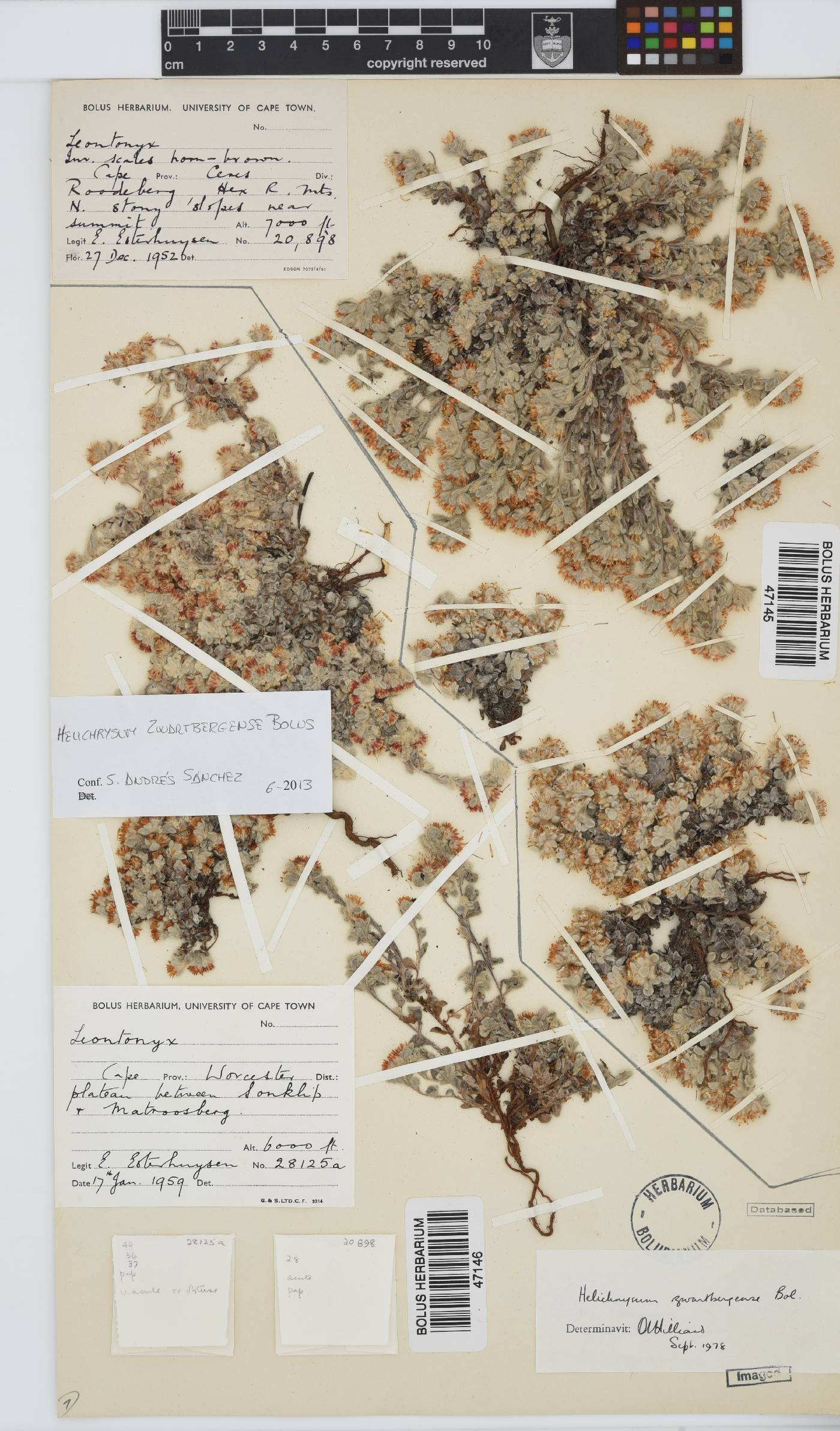 Helichrysum zwartbergense image