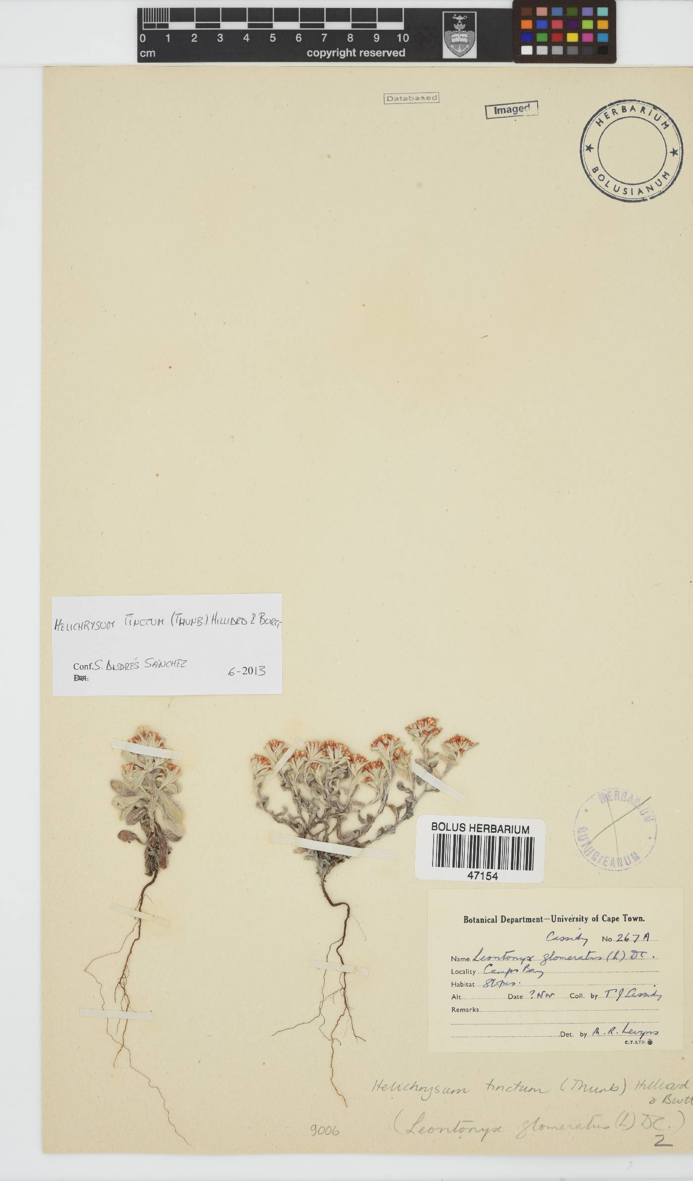 Helichrysum tinctum image