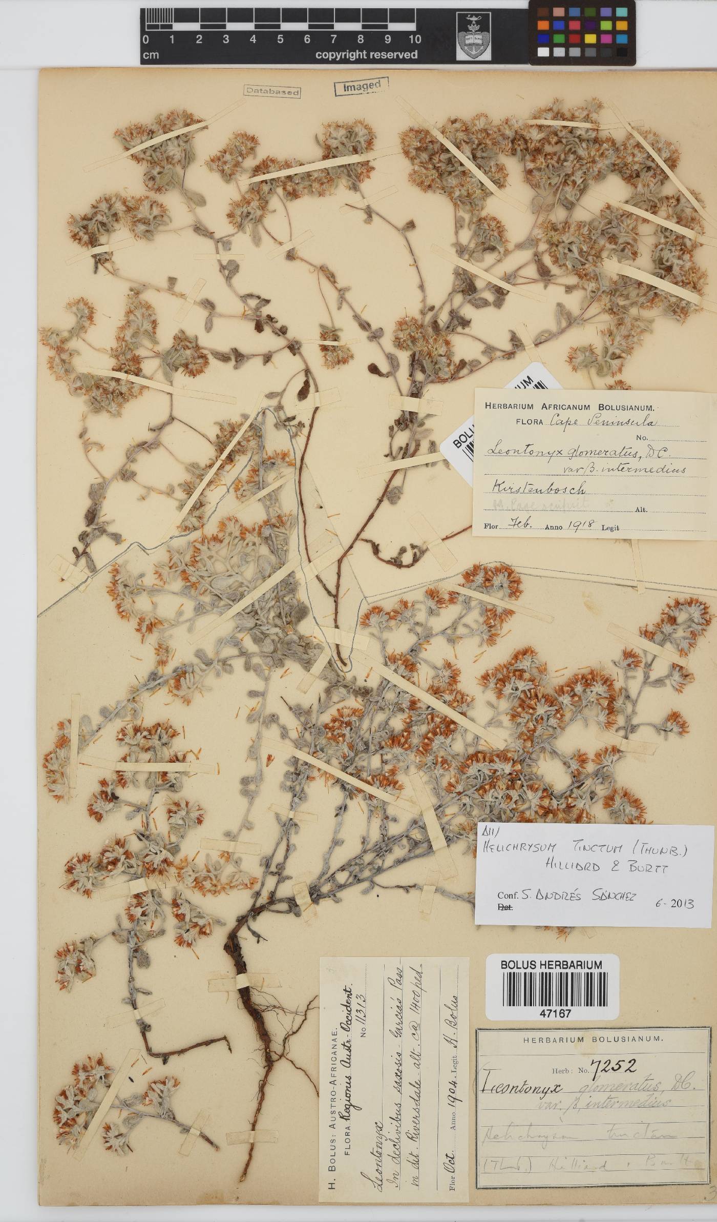 Helichrysum tinctum image