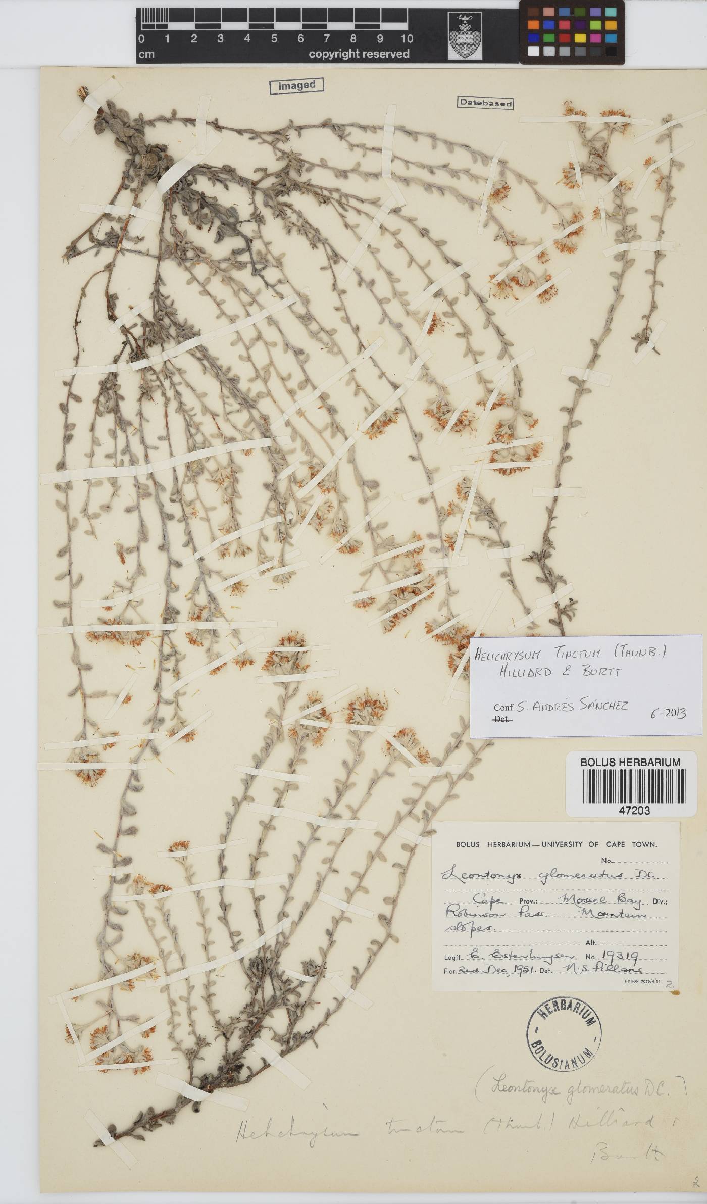 Helichrysum tinctum image