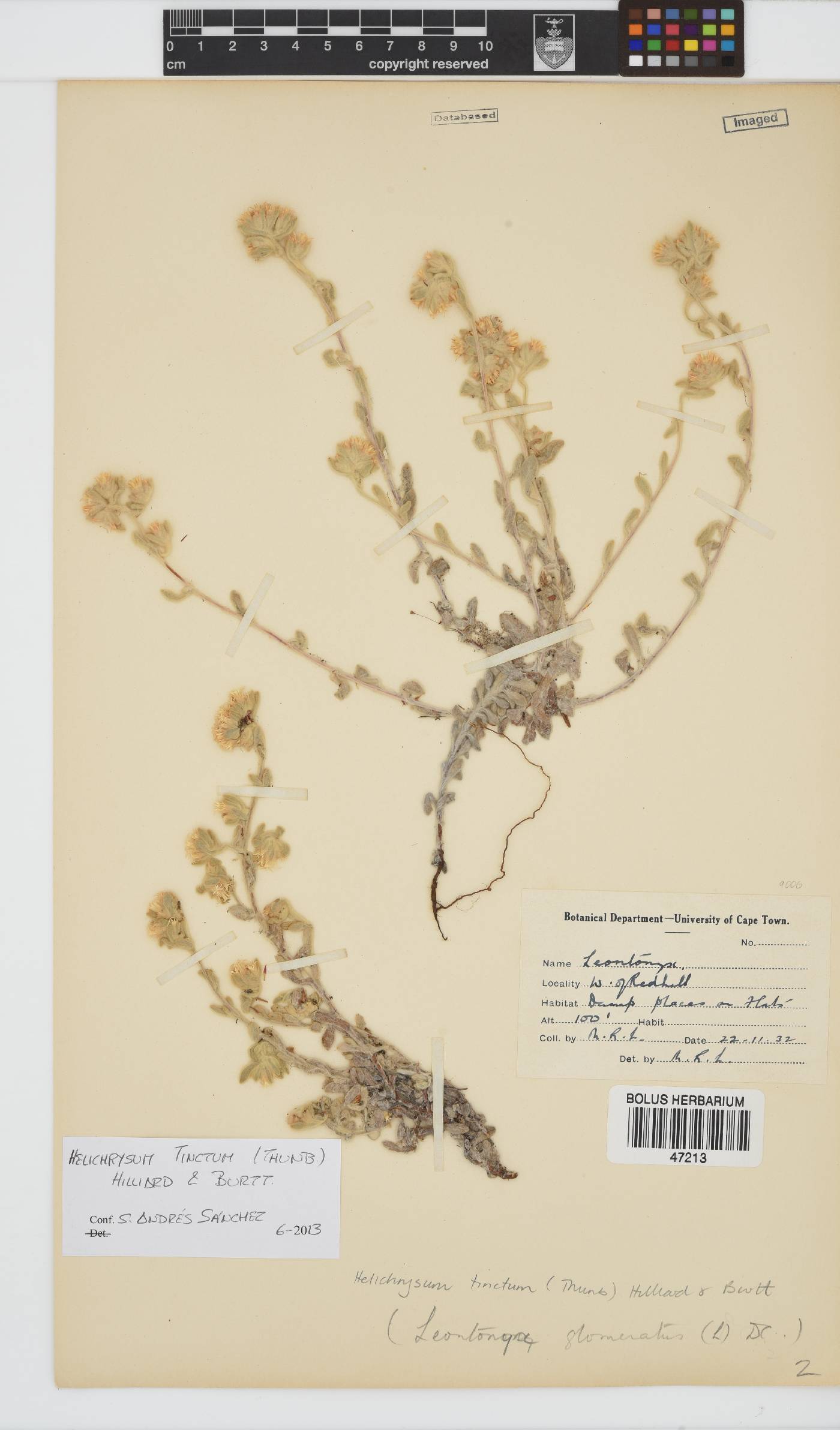Helichrysum tinctum image