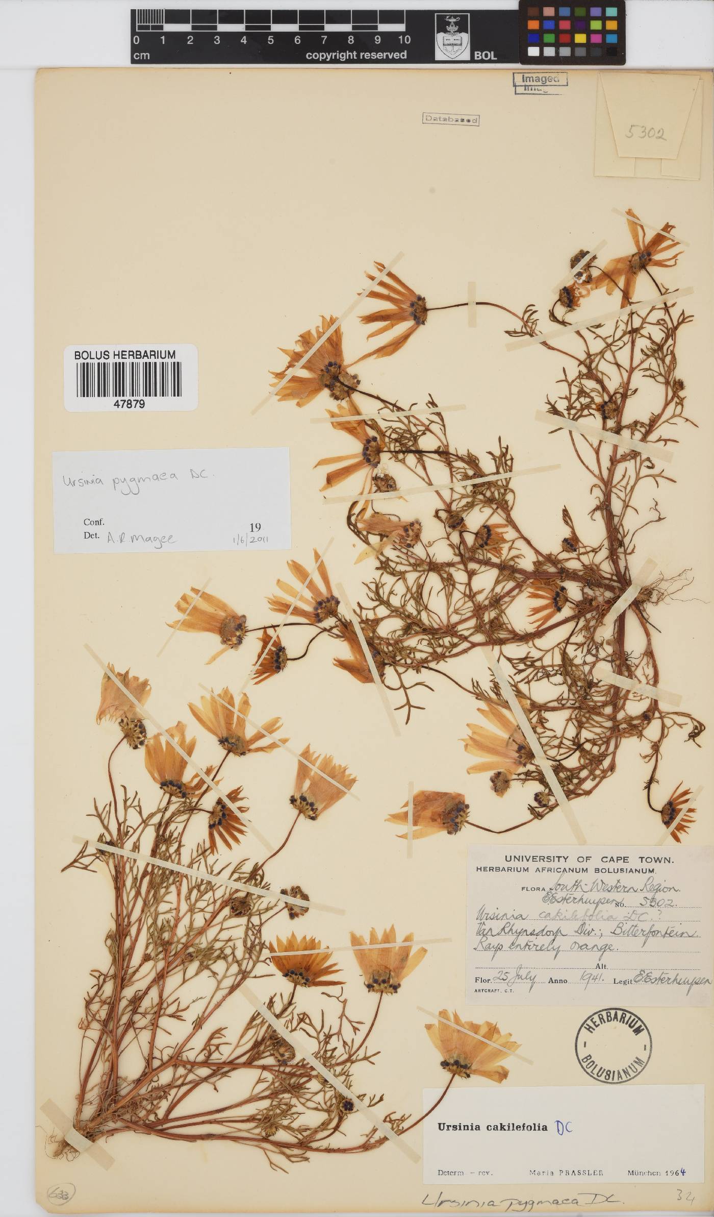 Ursinia pygmaea image