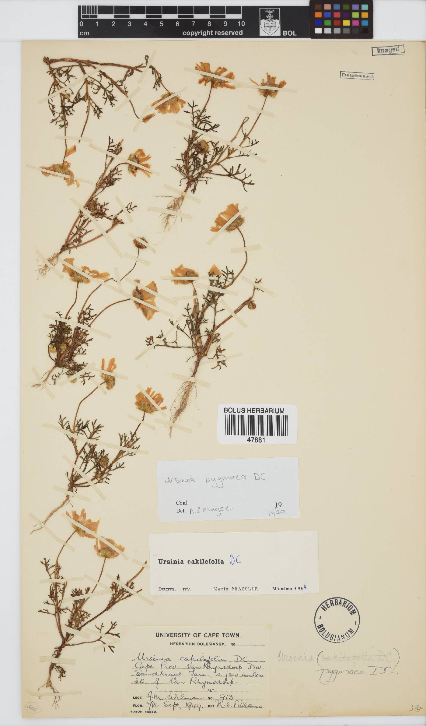Ursinia pygmaea image