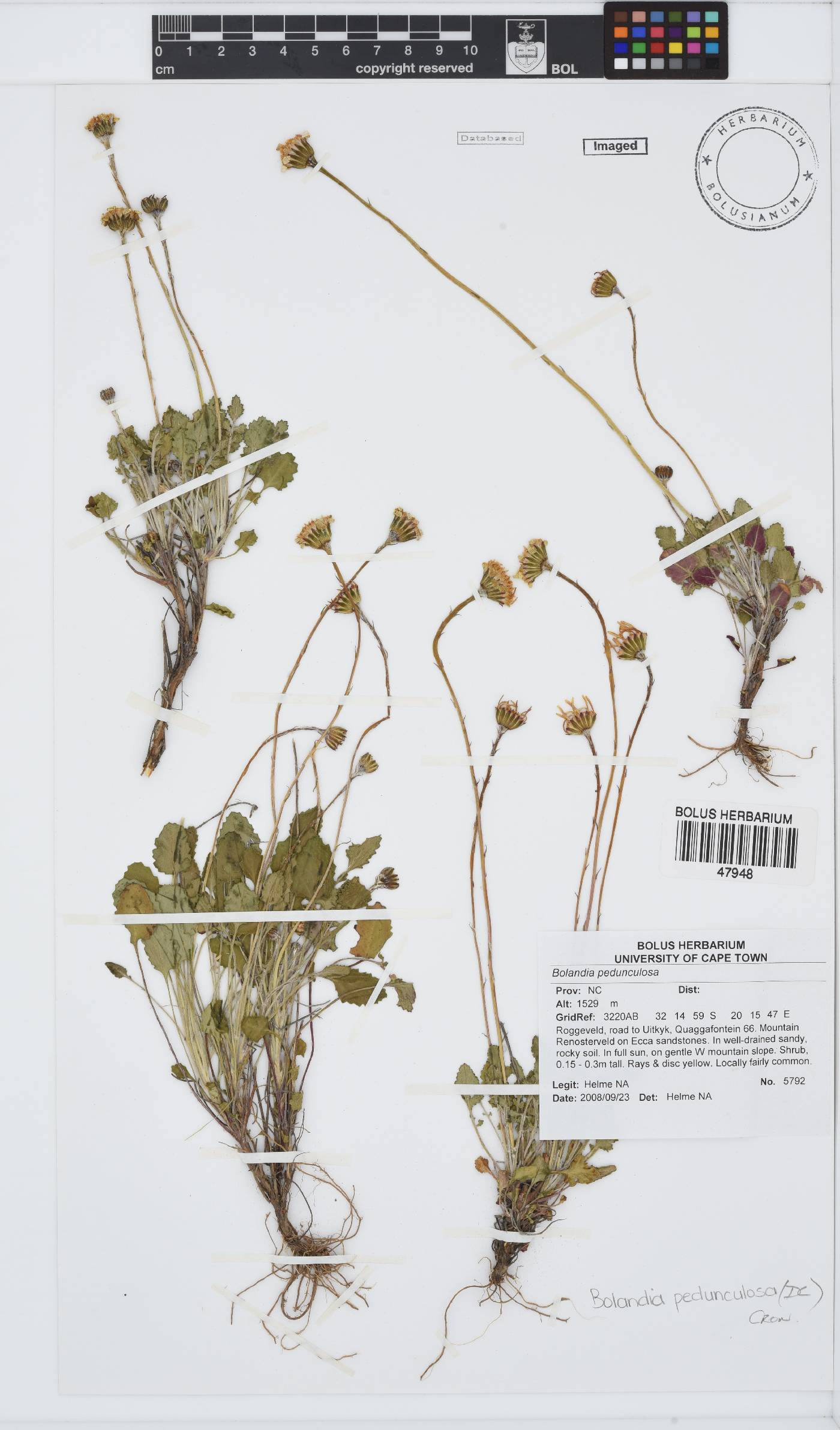 Bolandia pedunculosa image