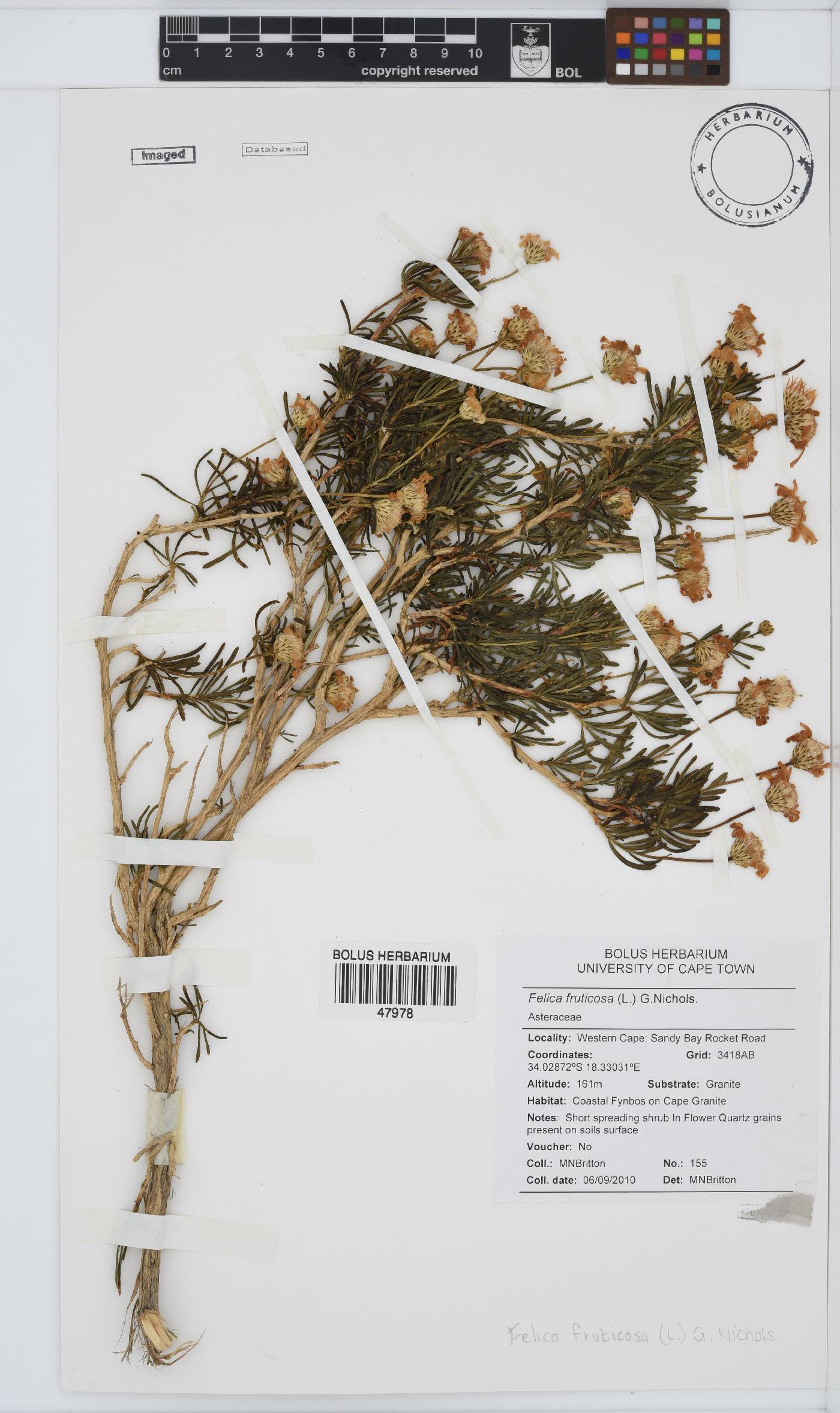 Felicia fruticosa image