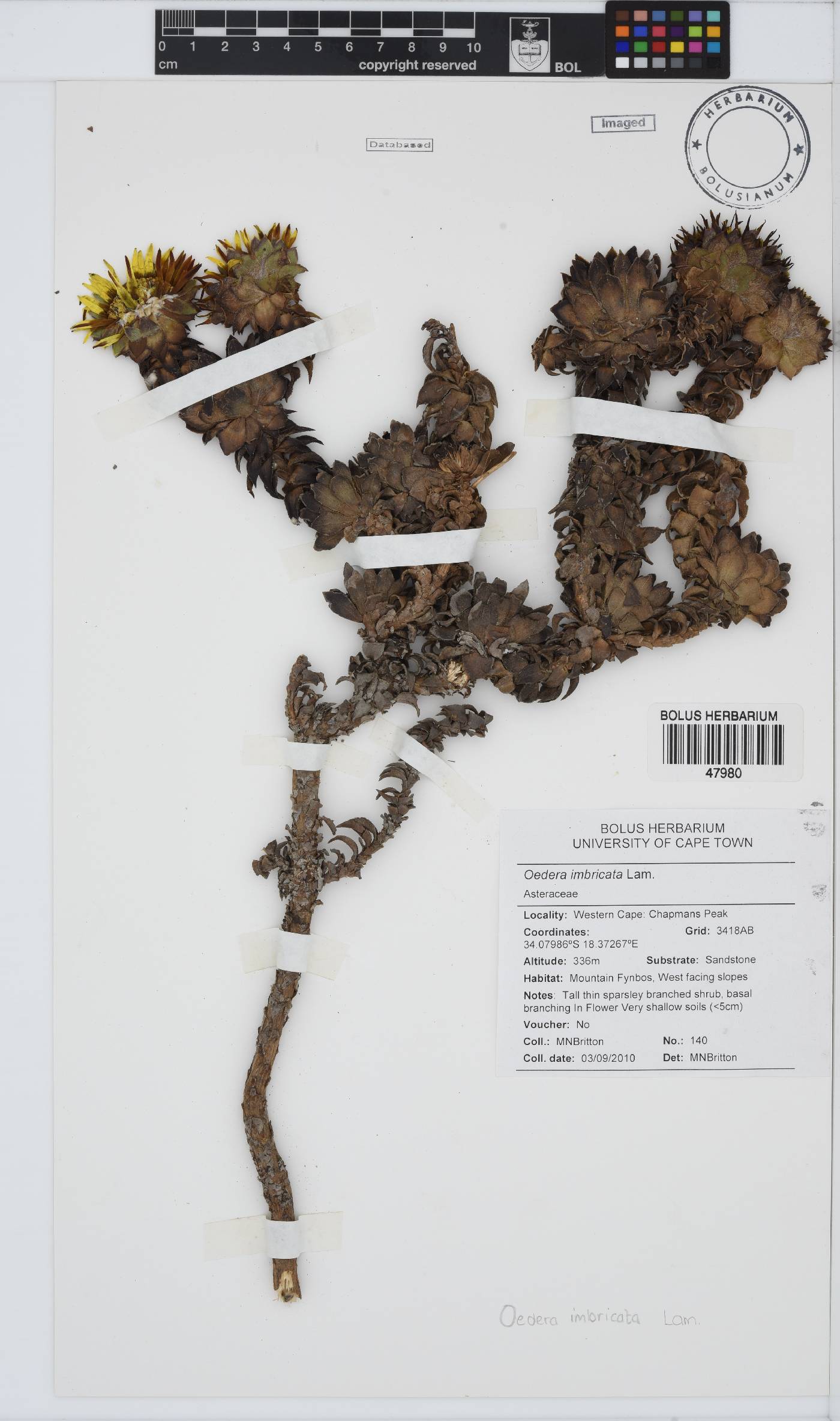 Oedera imbricata image