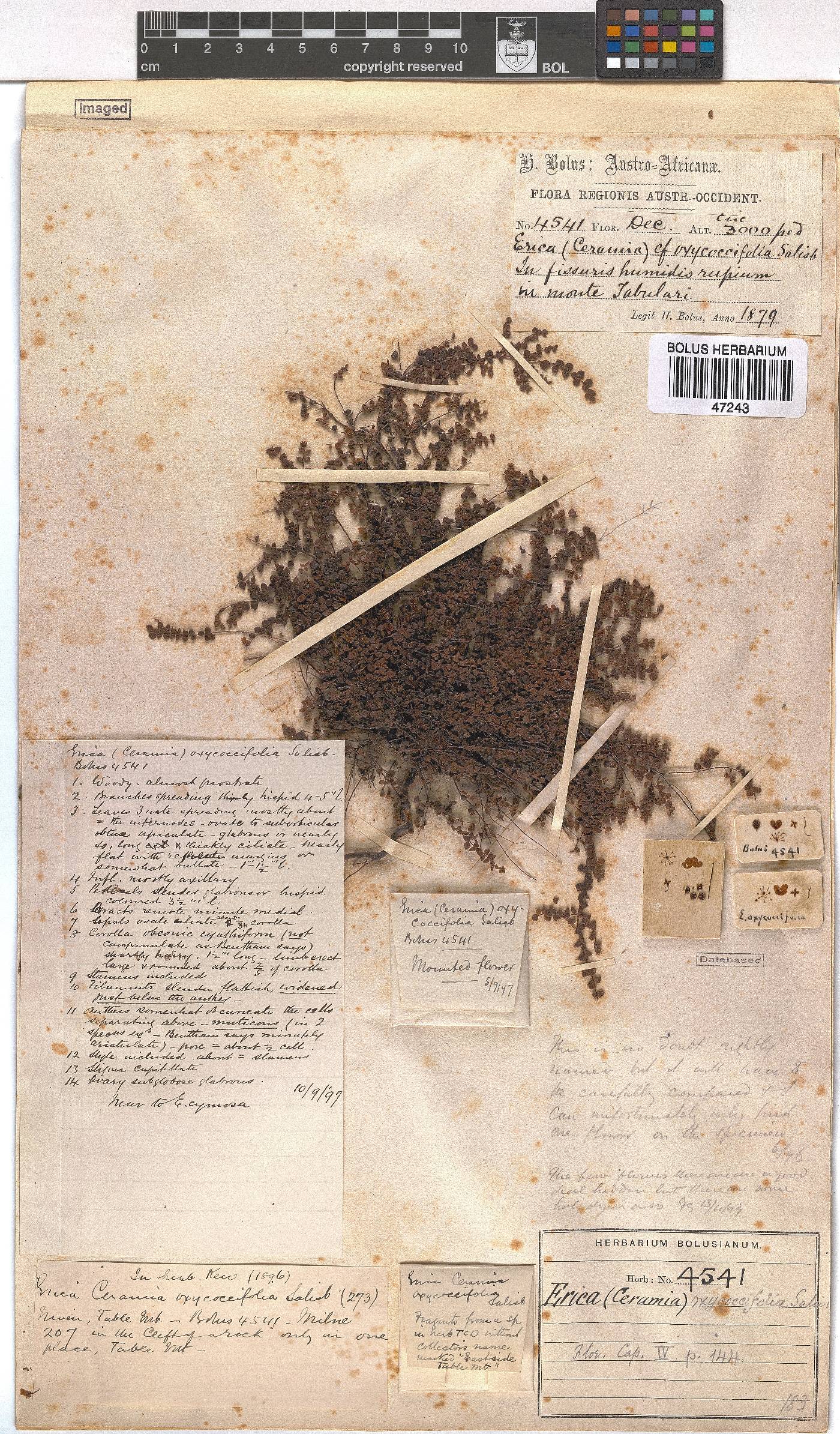 Erica oxycoccifolia image