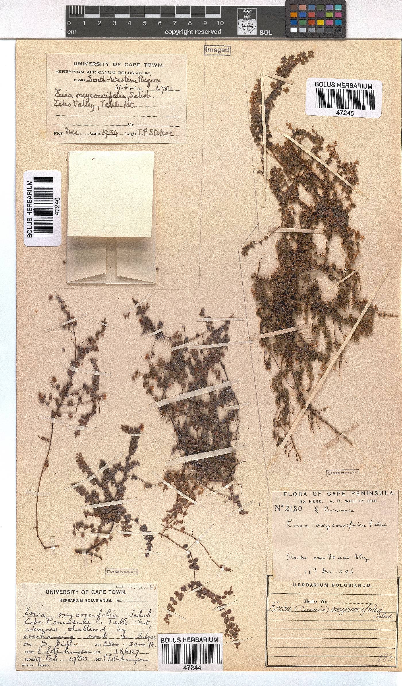 Erica oxycoccifolia image