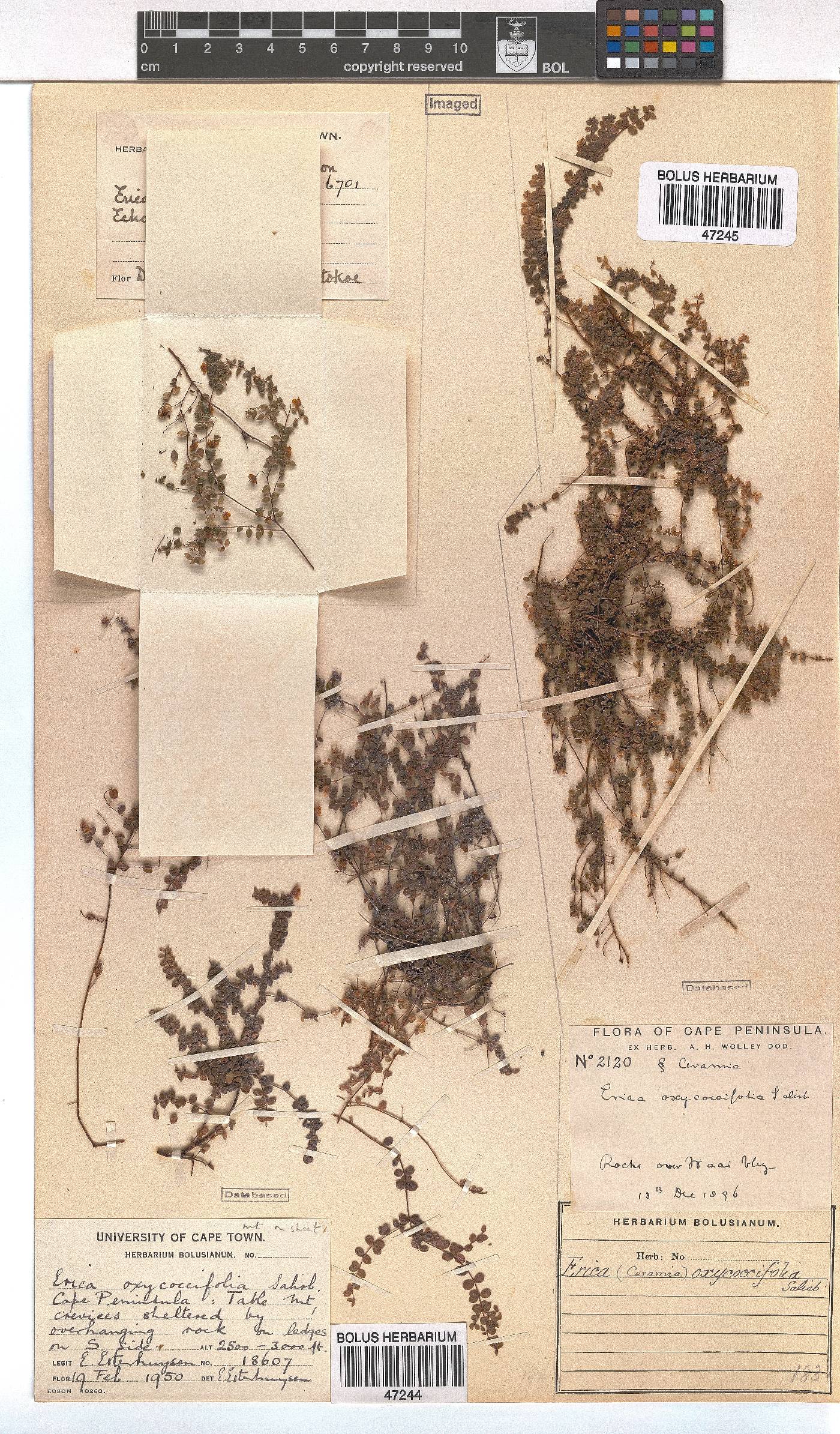 Erica oxycoccifolia image