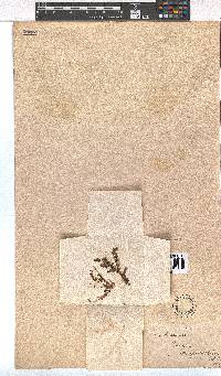 Erica oxycoccifolia image