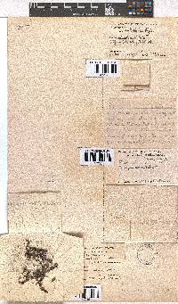 Erica utriculosa image