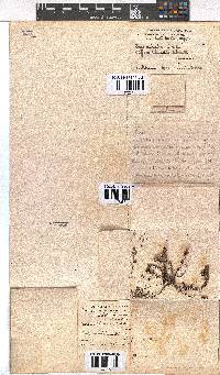 Erica utriculosa image