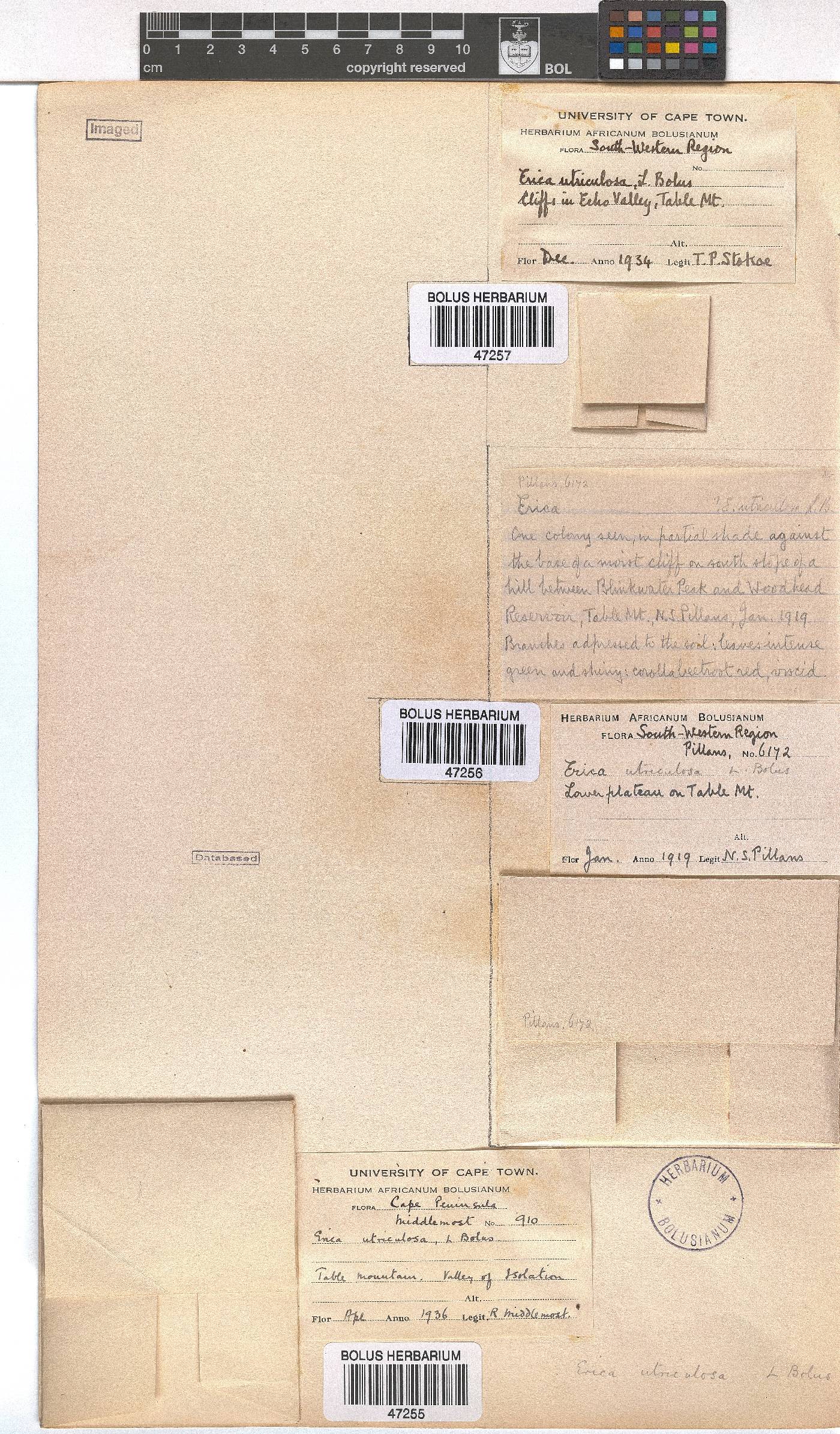 Erica utriculosa image