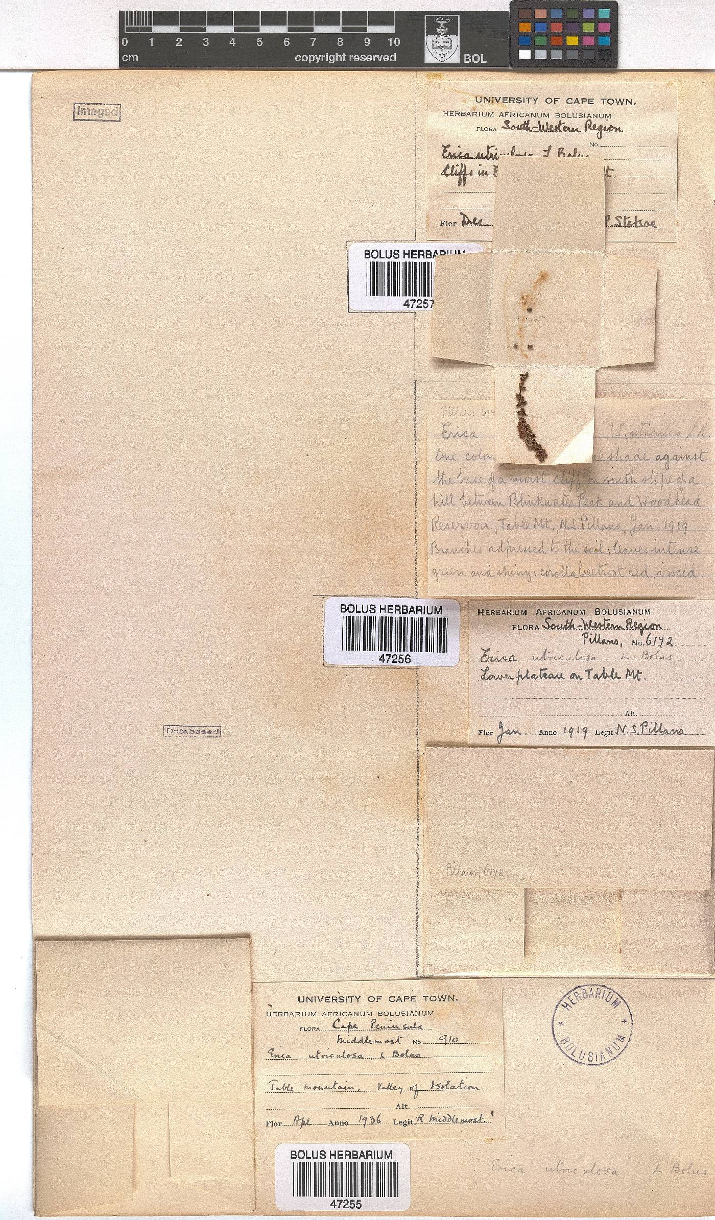 Erica utriculosa image