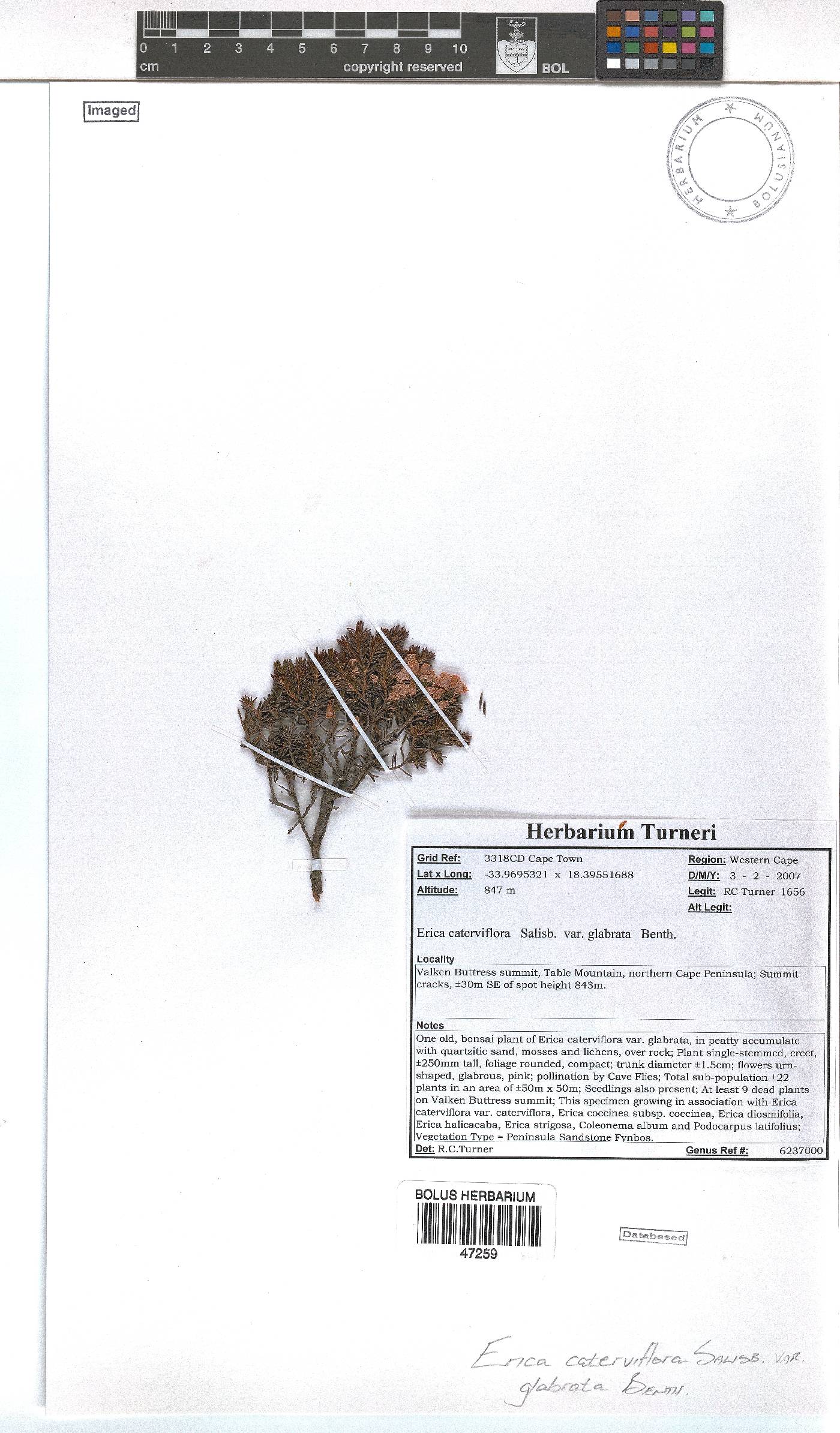 Erica caterviflora var. glabrata image