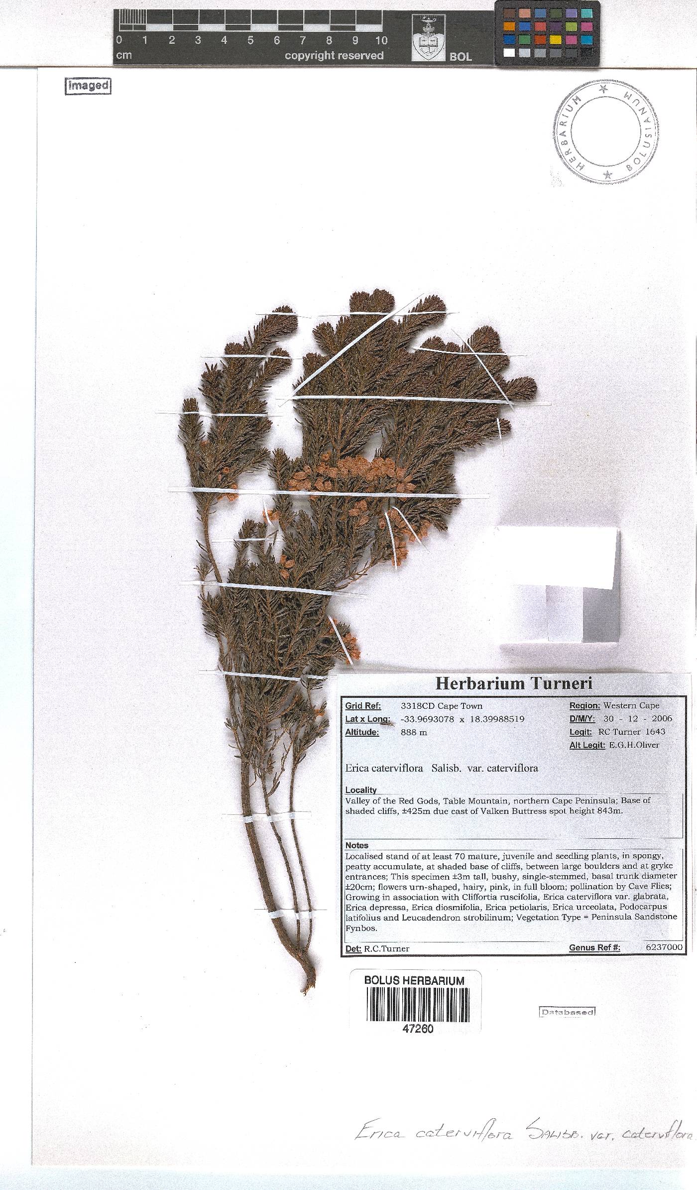 Erica caterviflora var. caterviflora image