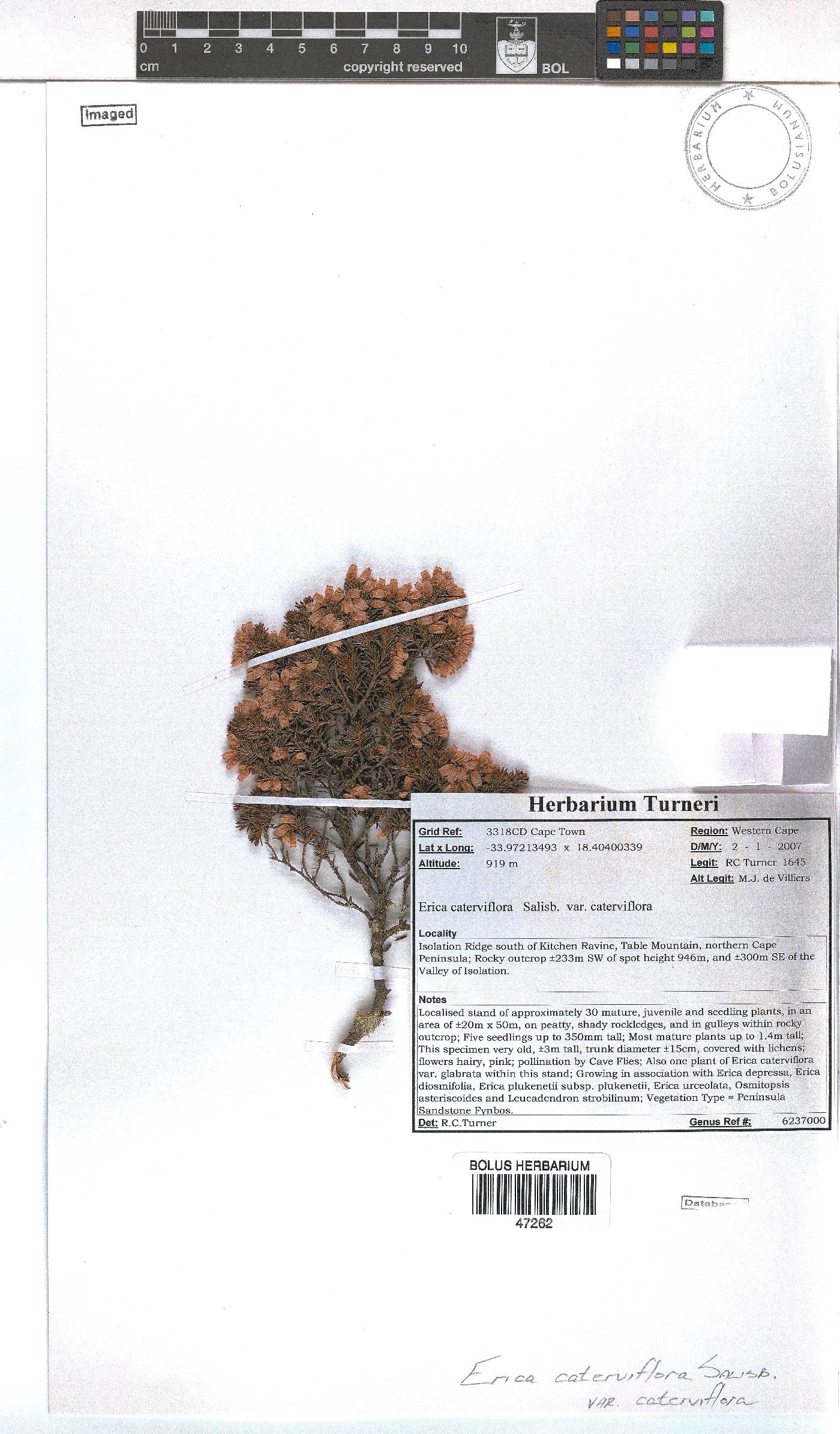 Erica caterviflora image