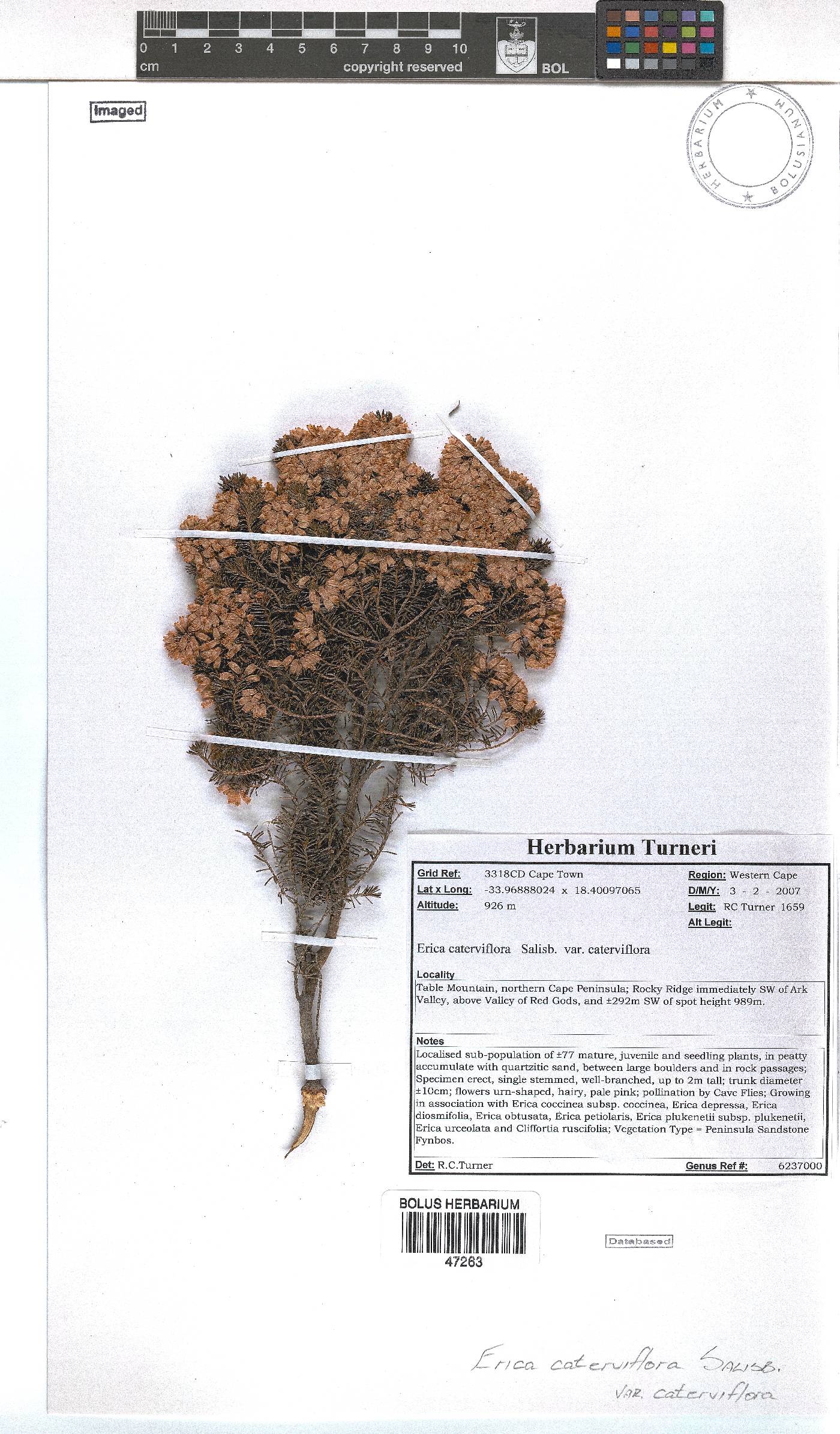 Erica caterviflora var. caterviflora image