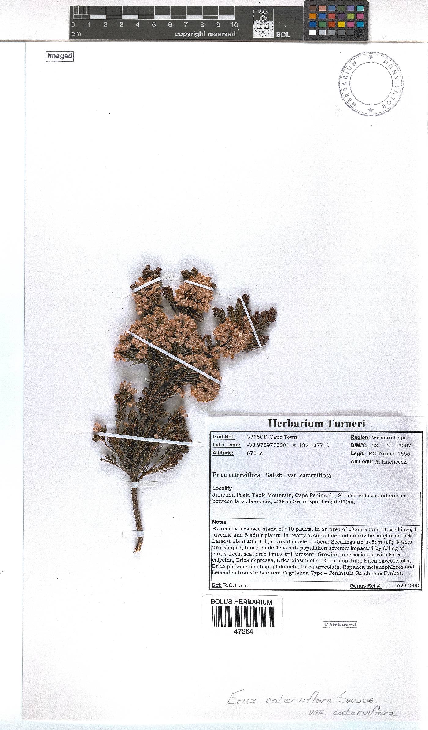 Erica caterviflora var. caterviflora image