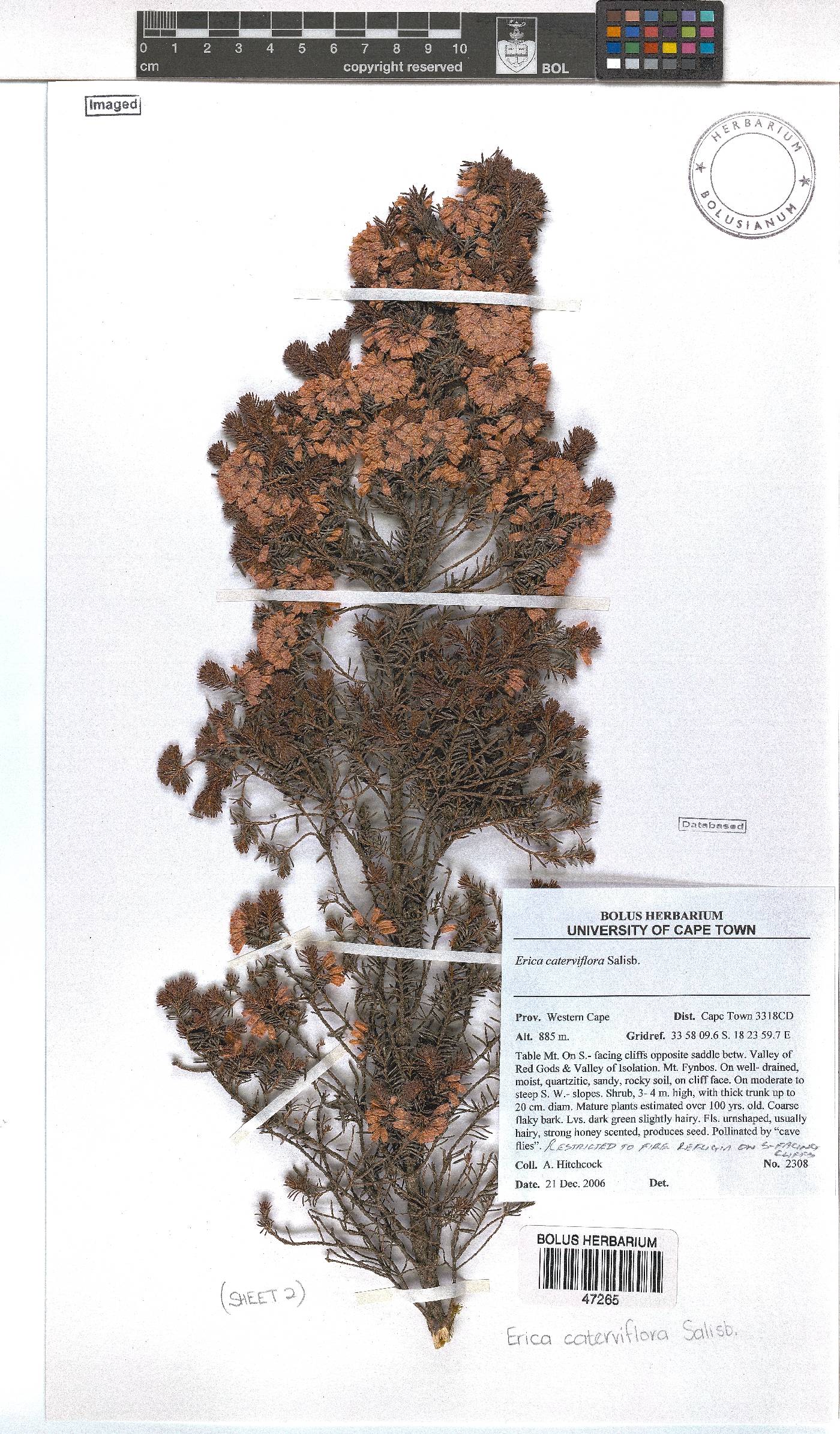 Erica caterviflora image