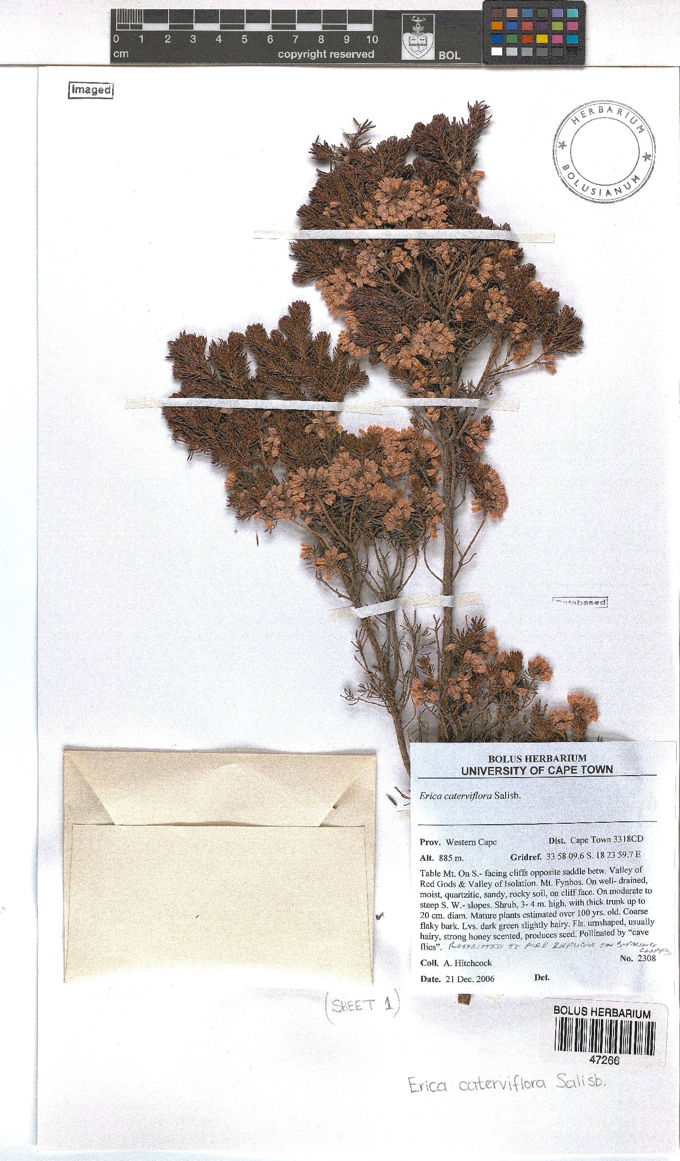 Erica caterviflora image