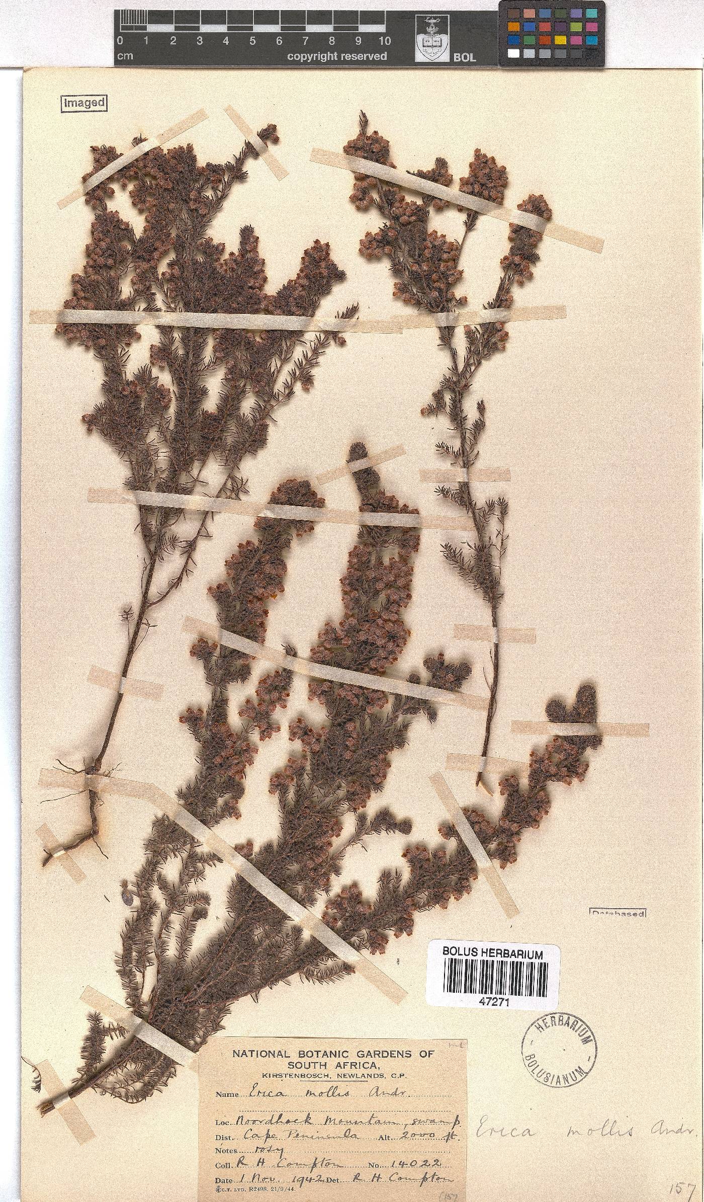 Erica mollis image