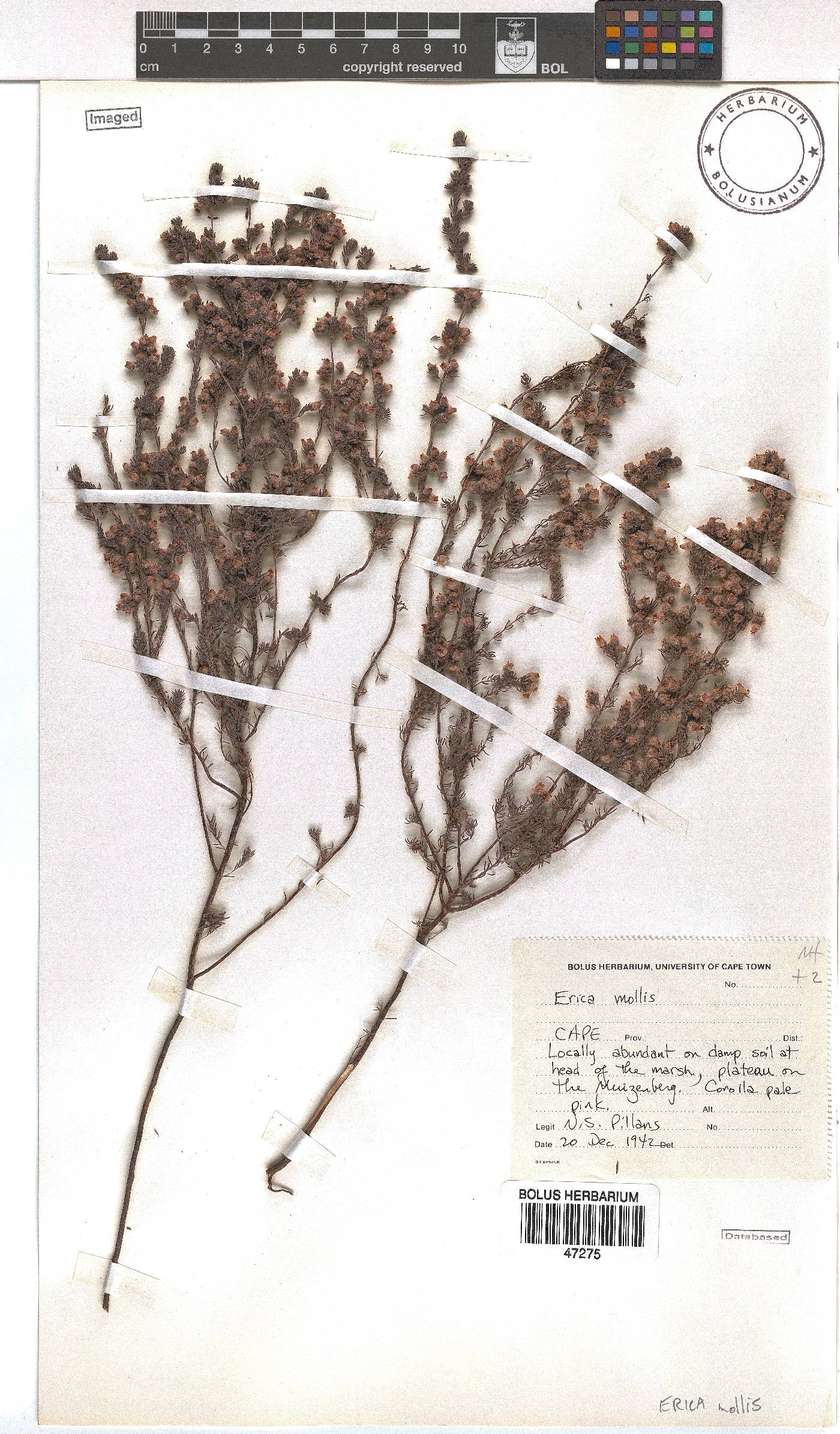 Erica mollis image