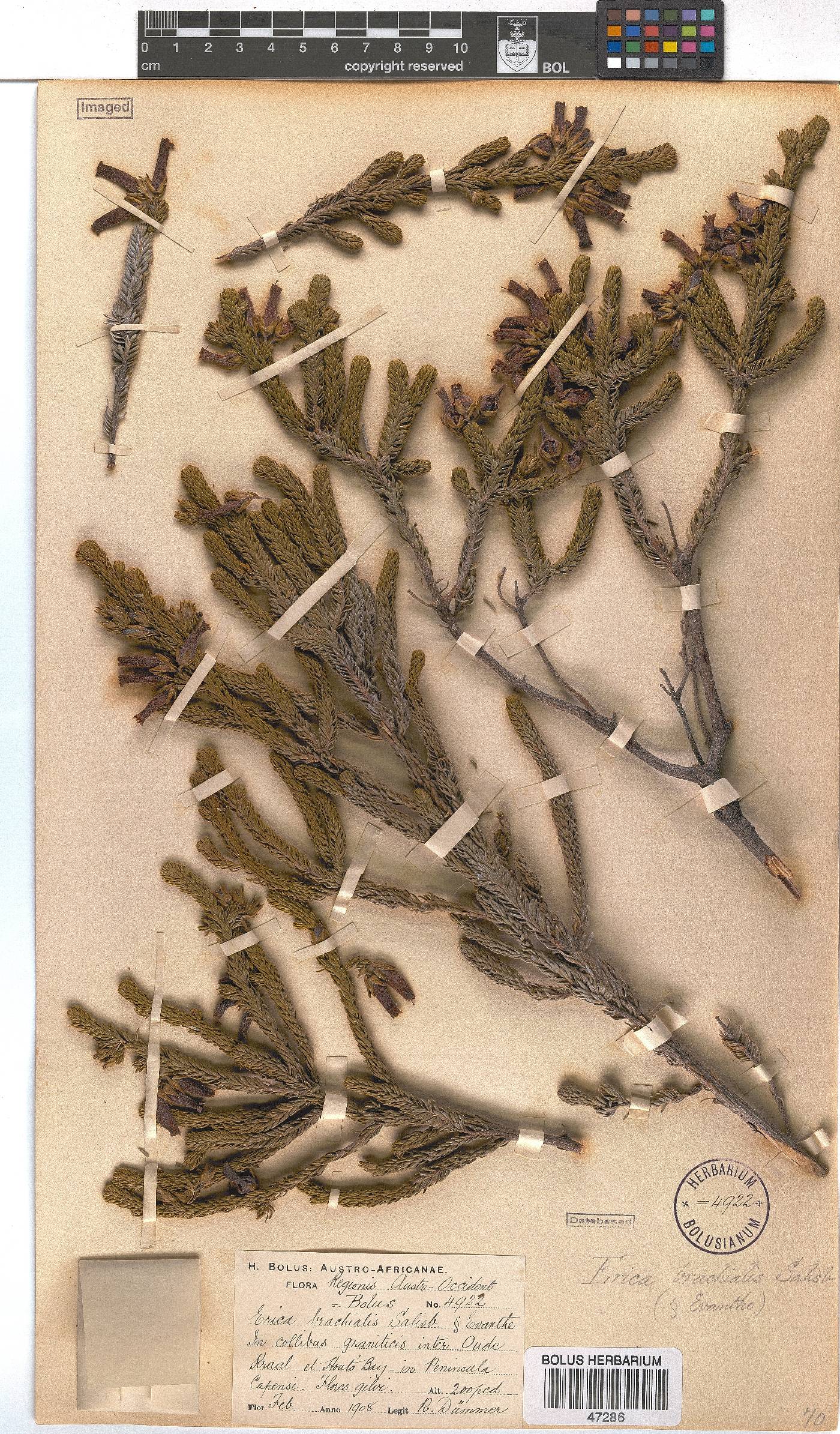 Erica brachialis image