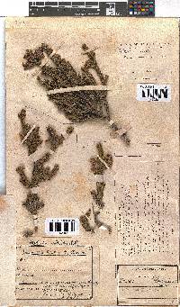 Erica brachialis image