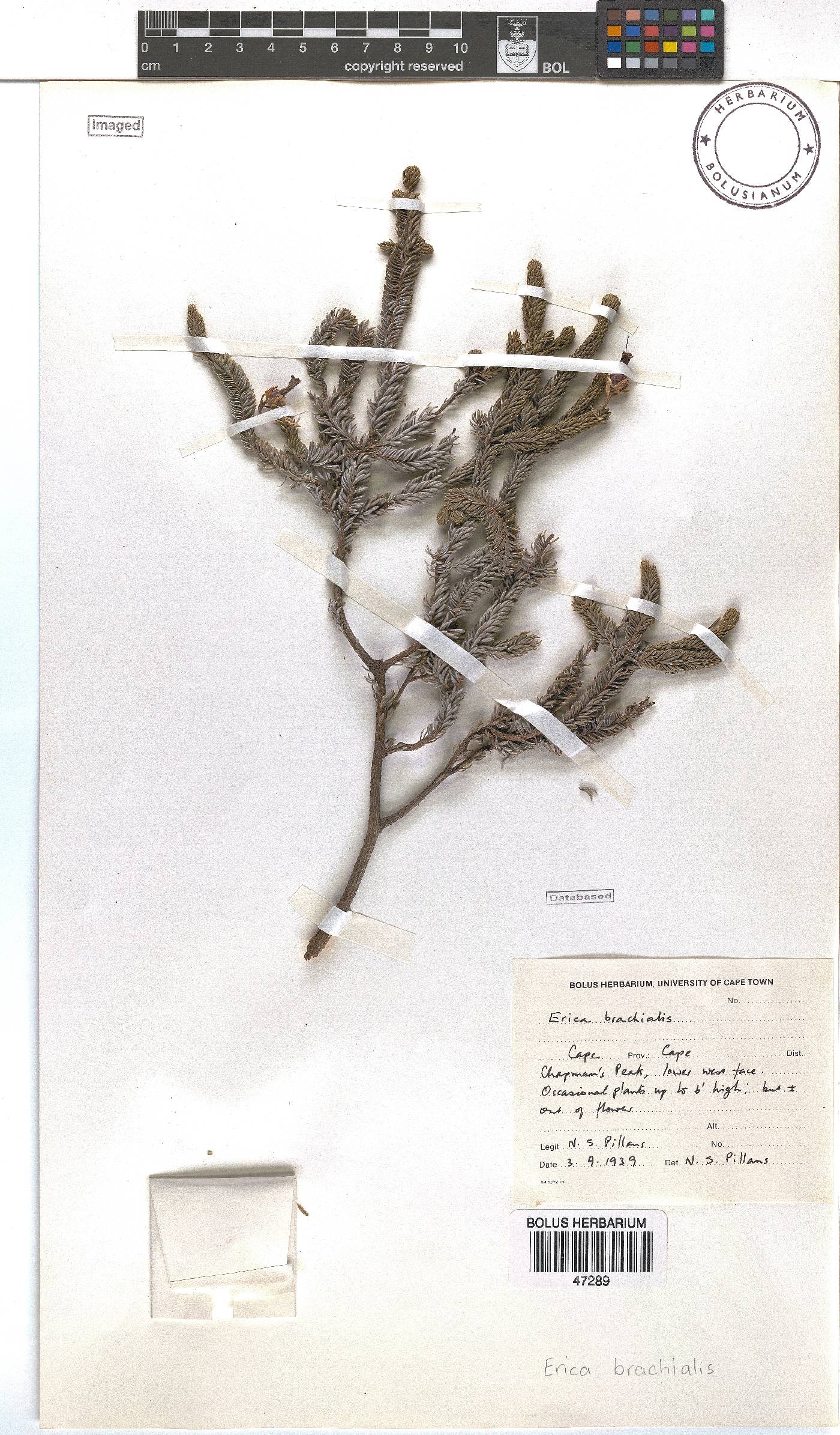 Erica brachialis image