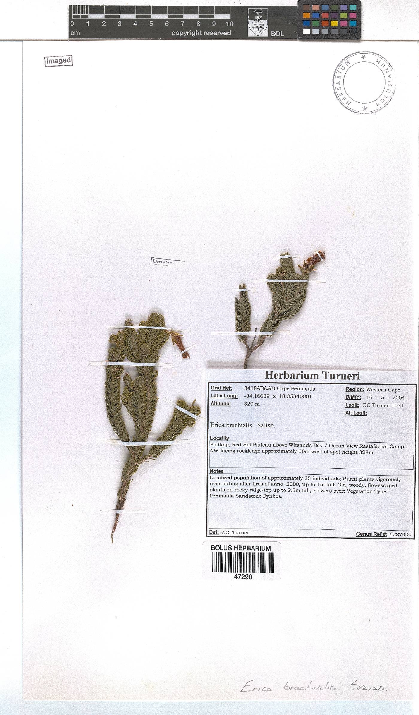 Erica brachialis image